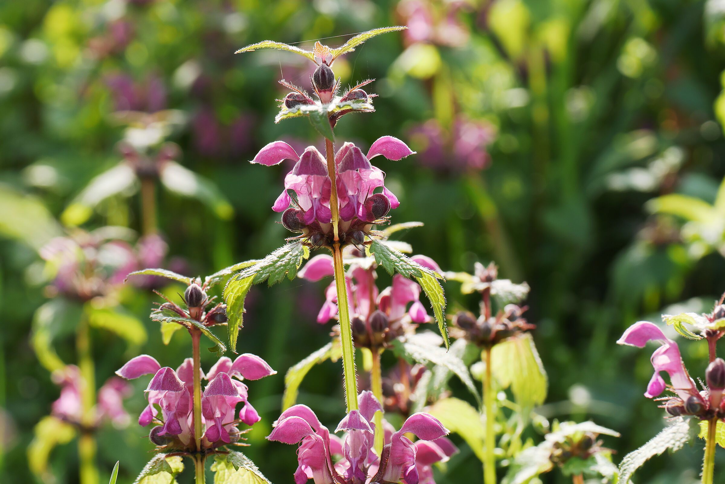 Lamium maculatum