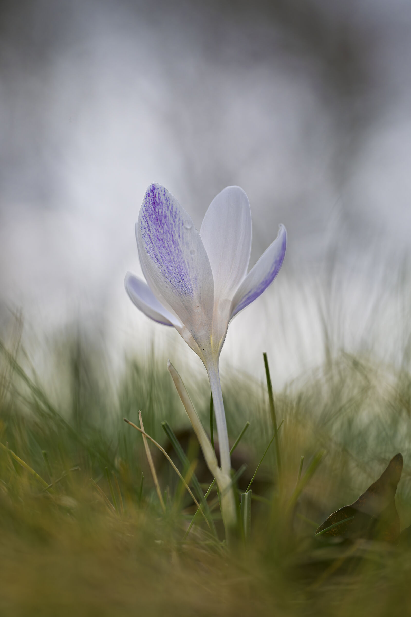 Crocus Weldenii