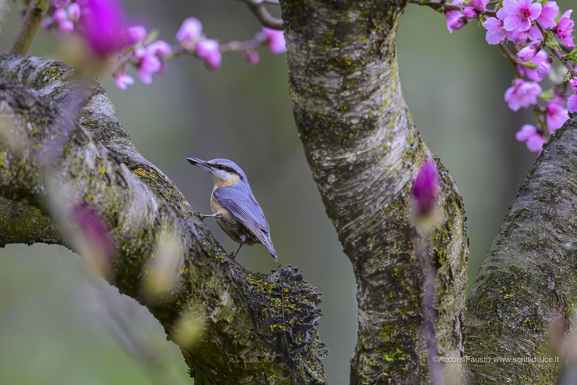 Picchio muratore "ambientato"