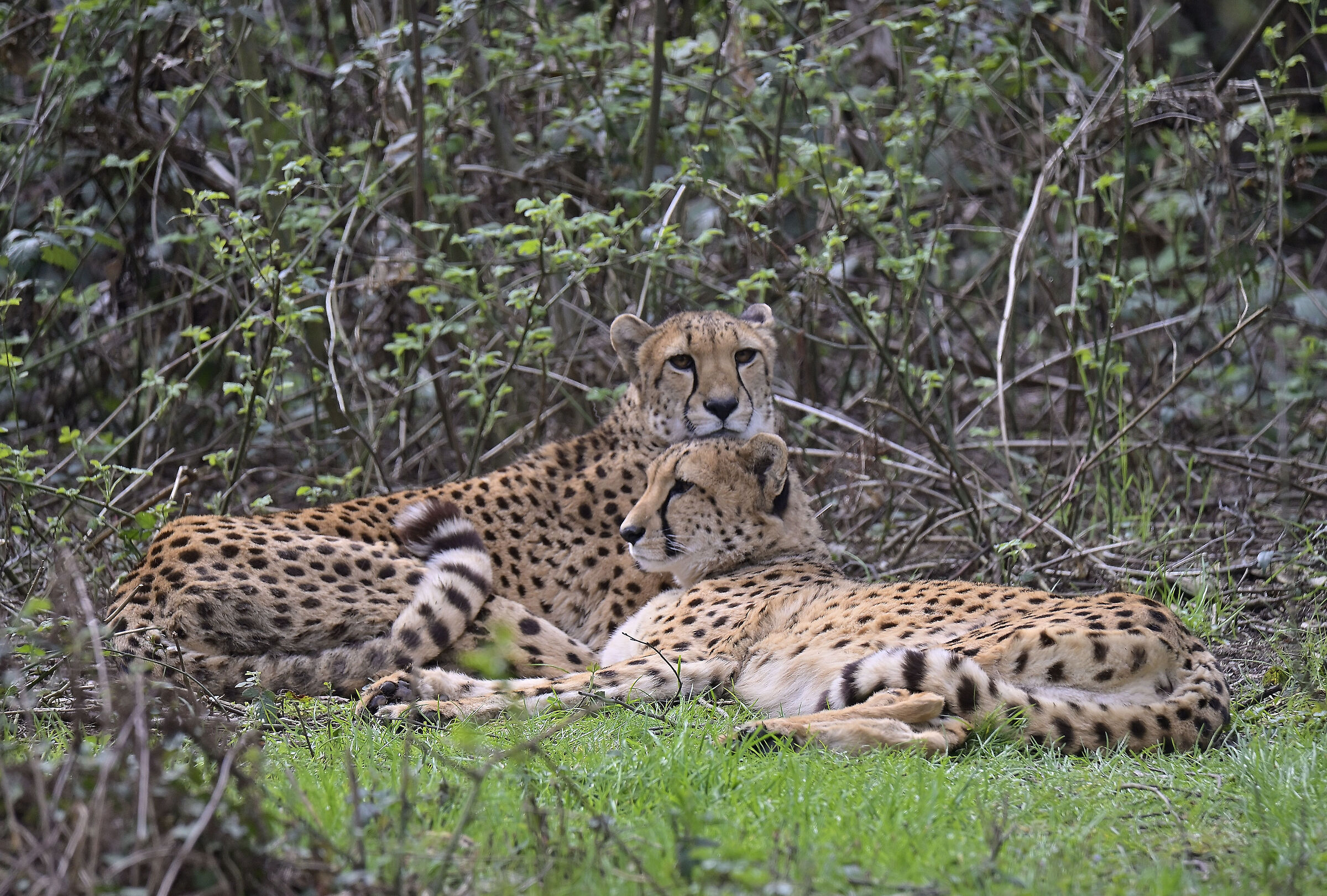 Cheetahs
