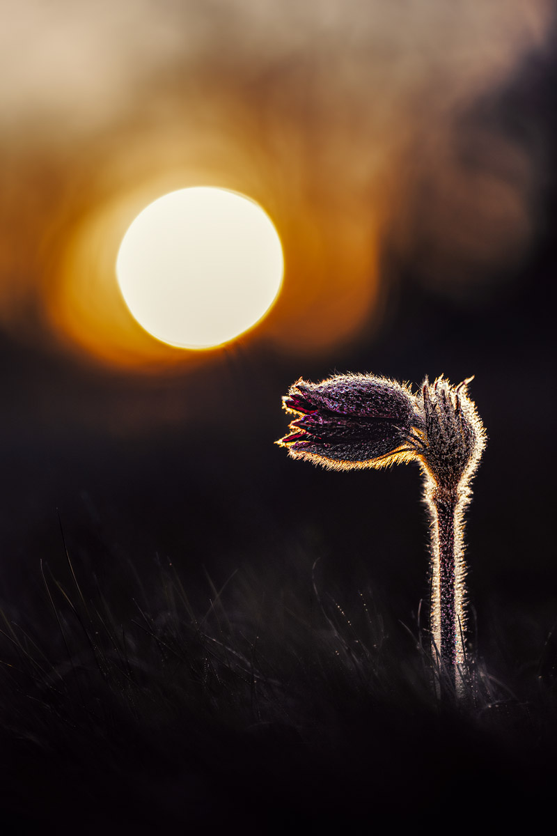 Pulsatilla Montana II