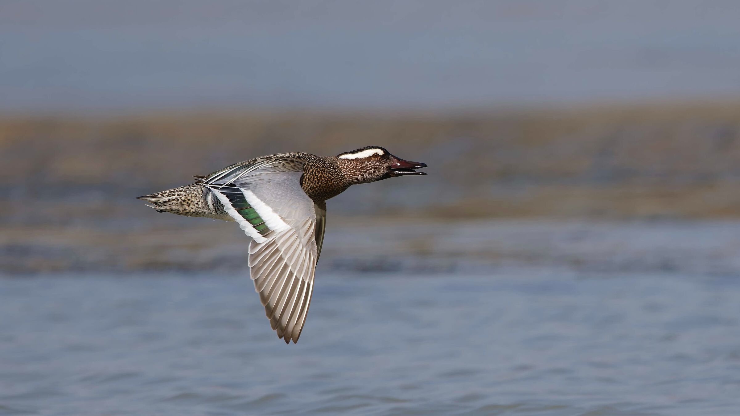 Garganey