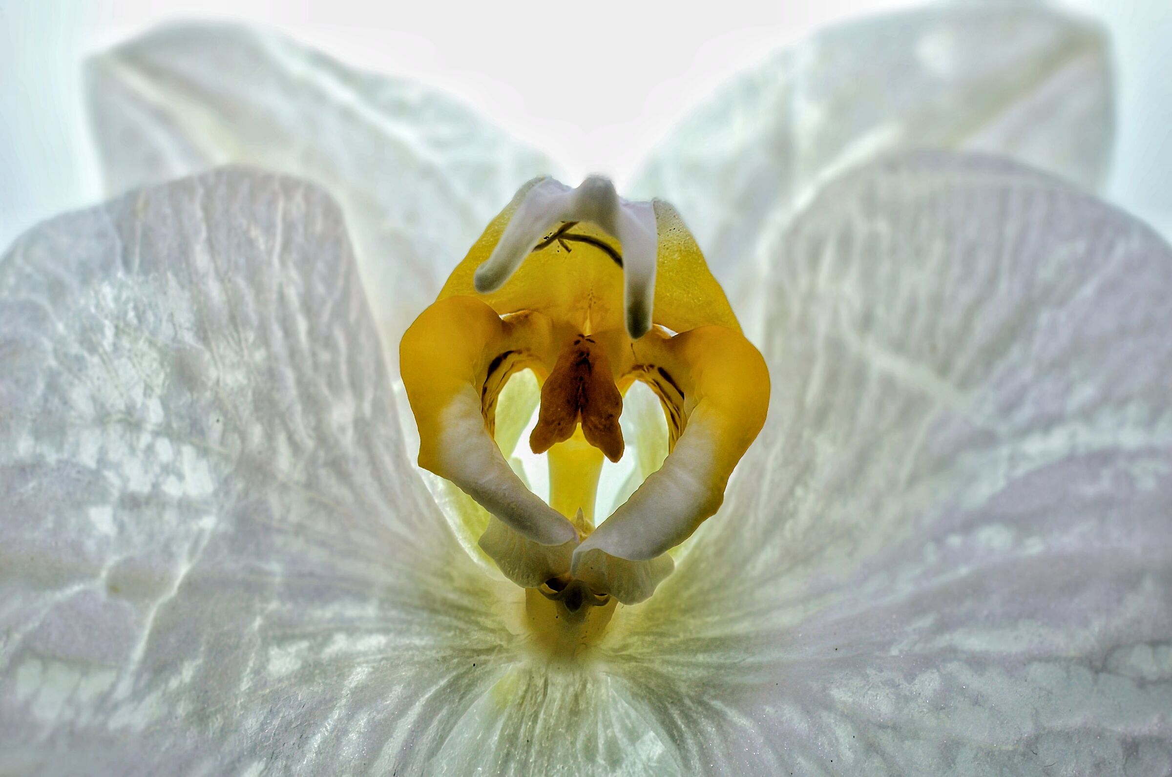 Orchid 1