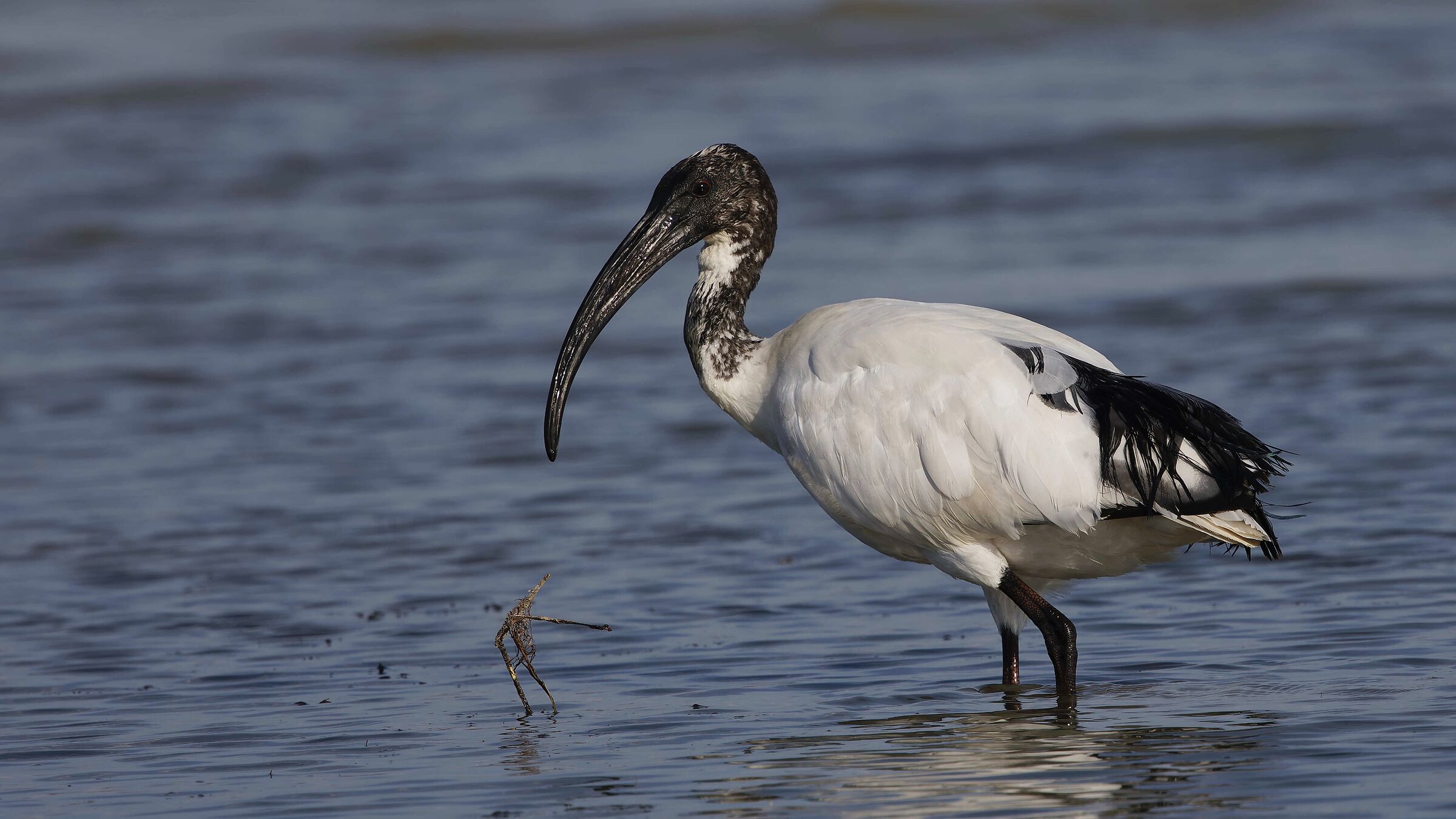 Ibis Sacro
