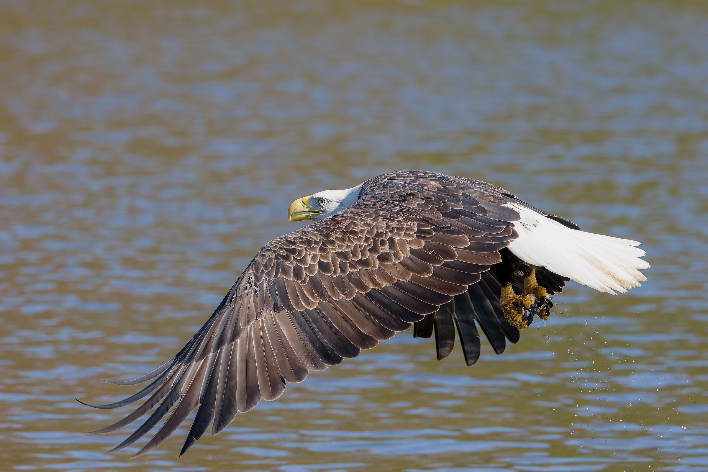 Elegance in the blink of a wing