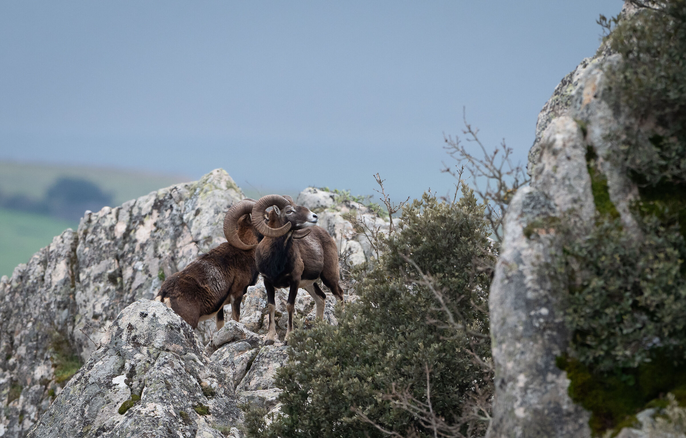 Sardinian mouflon