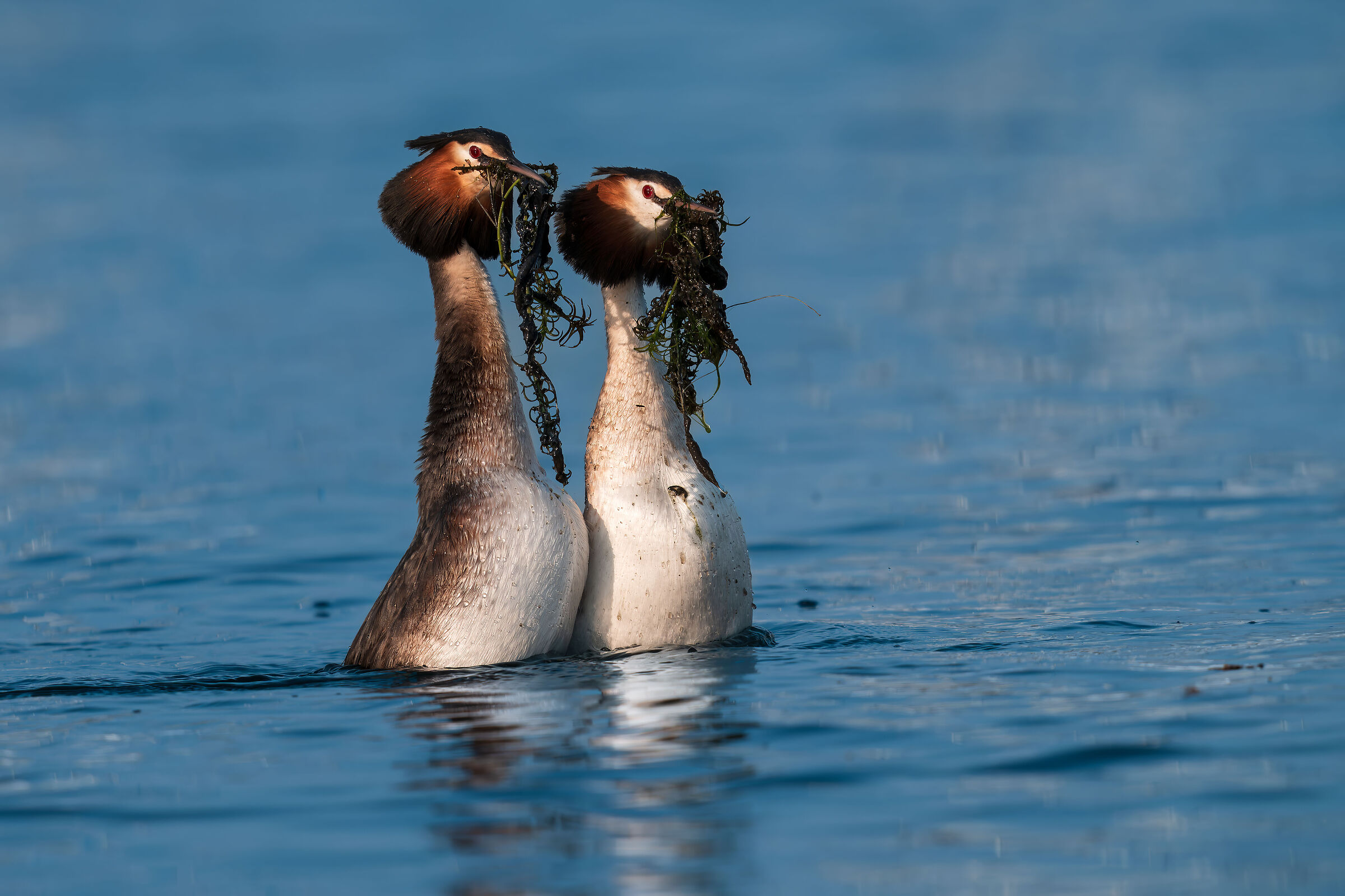 The dance of the Great Crested Grebes and the gifts for the ...