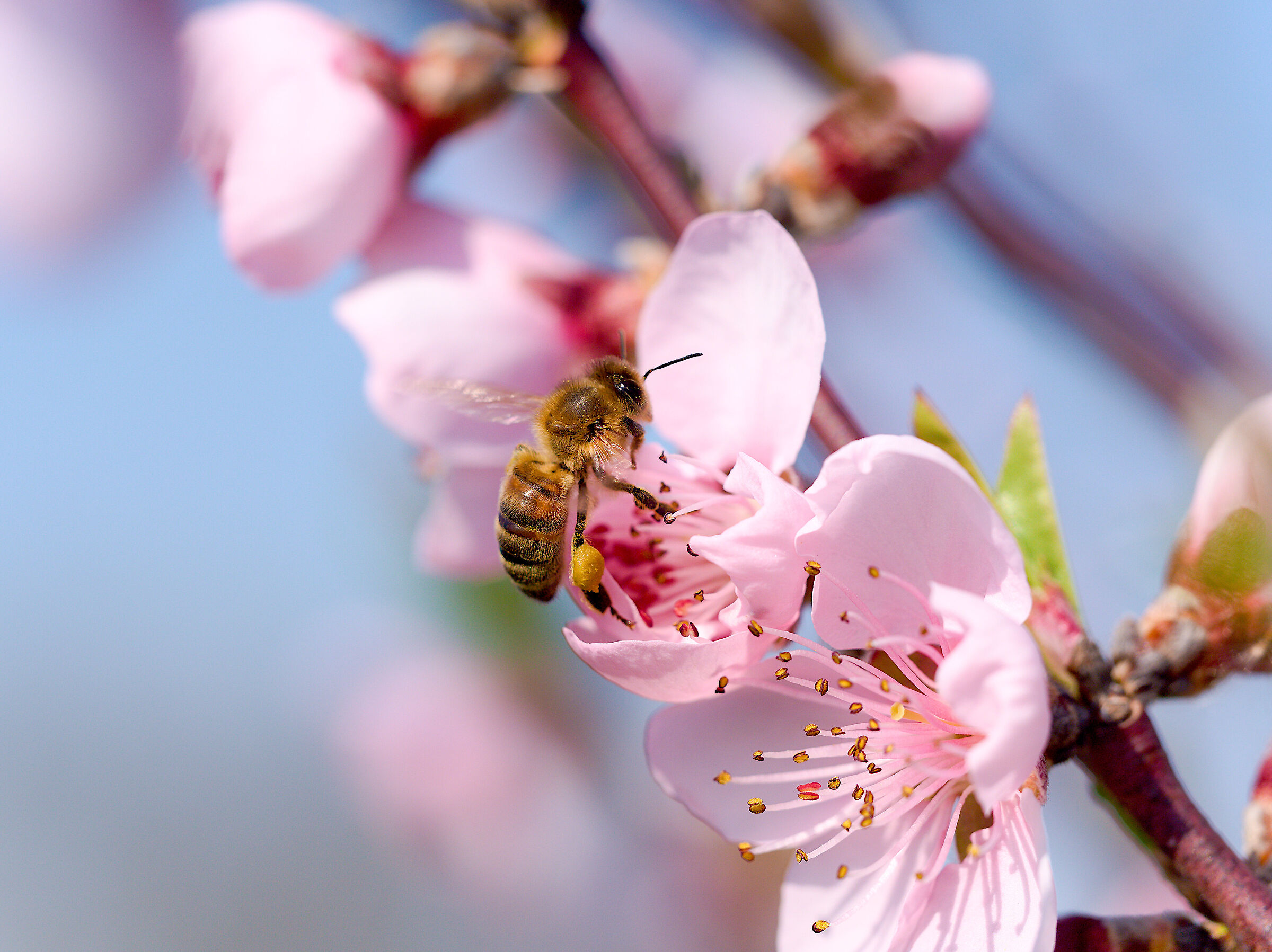 Primizie di Primavera