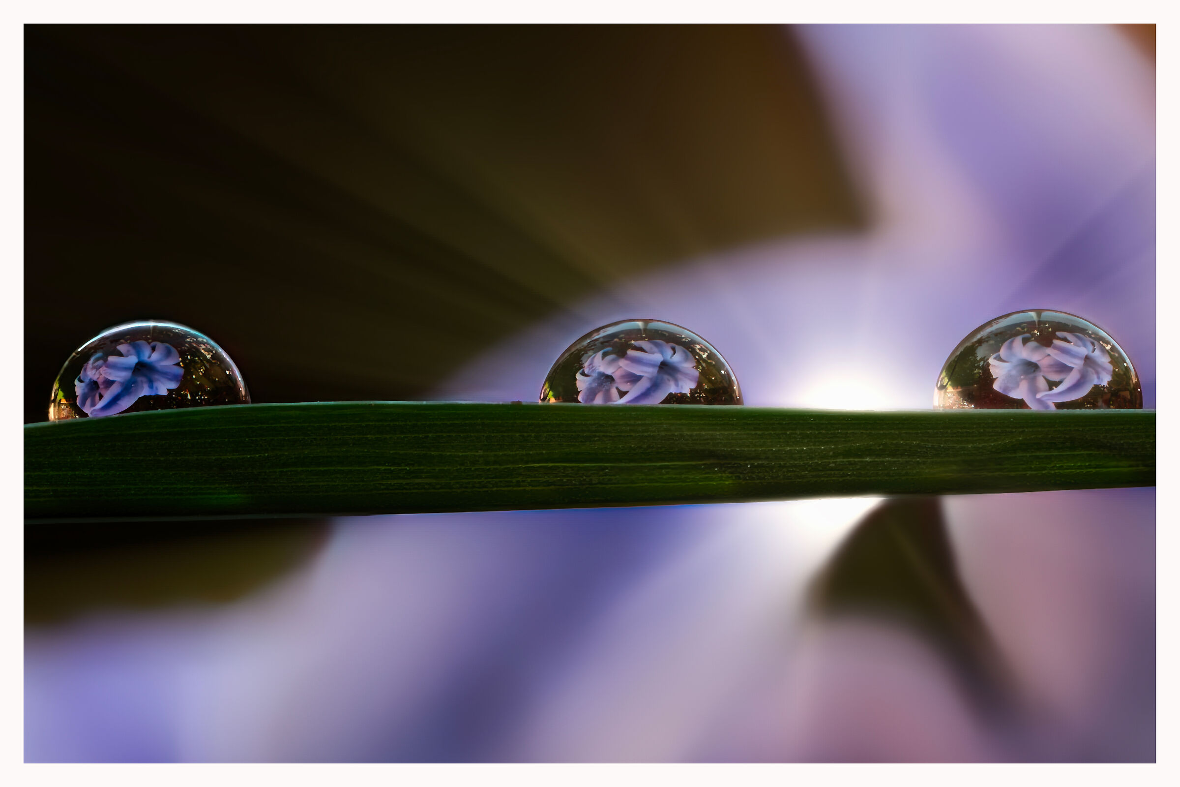 Dewdrops