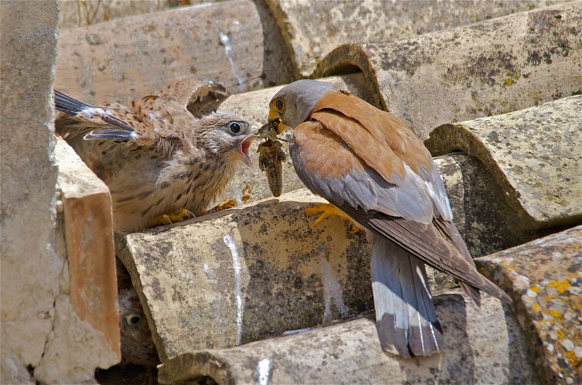 Kestrel with children