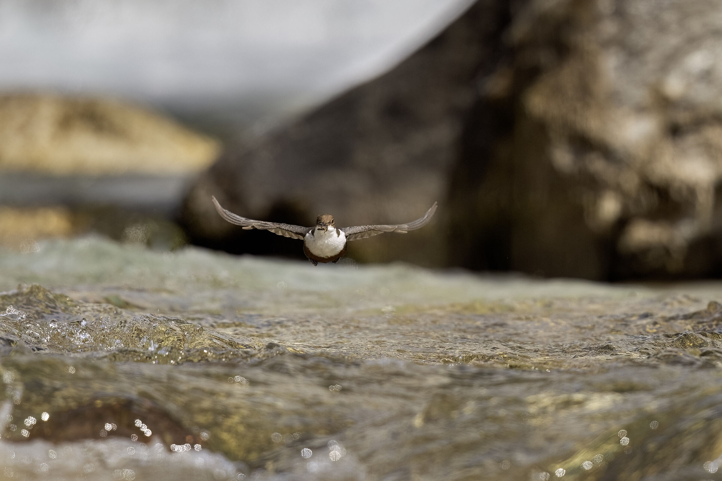 Dipper