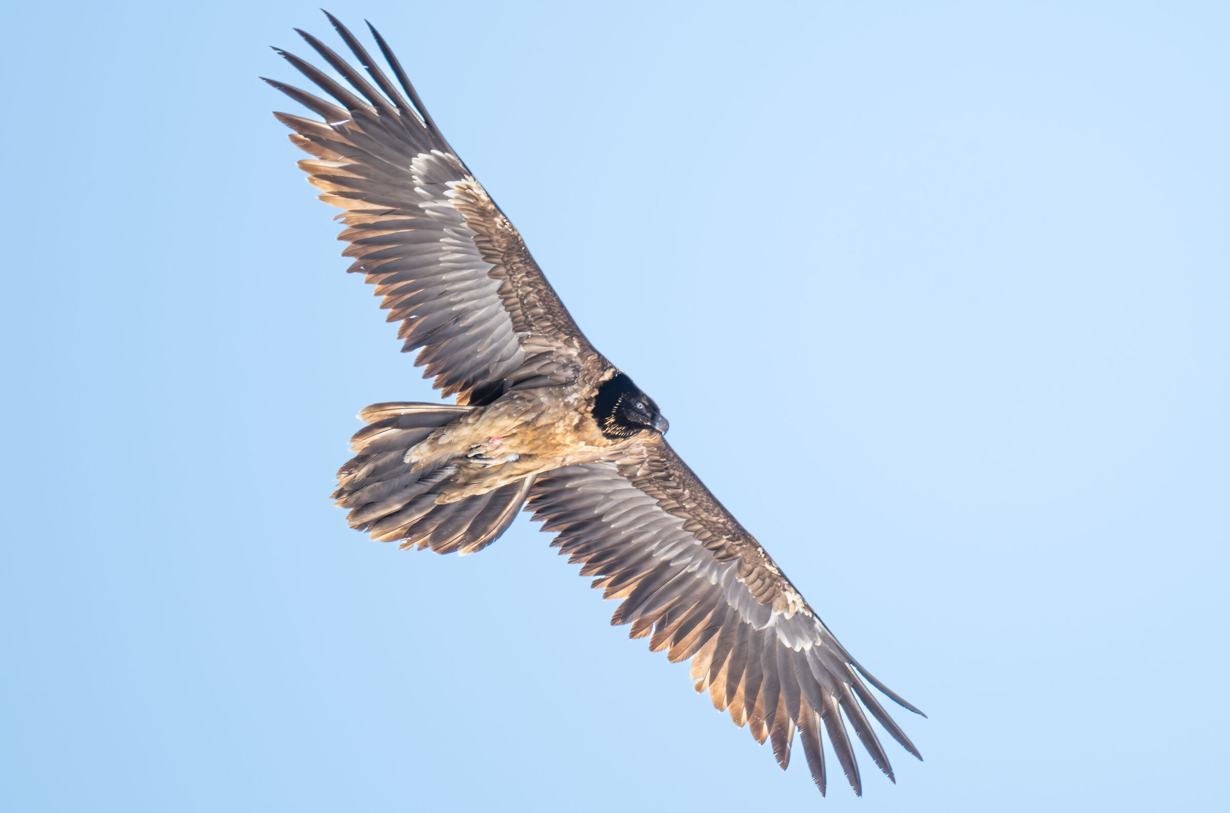 Young bearded vulture