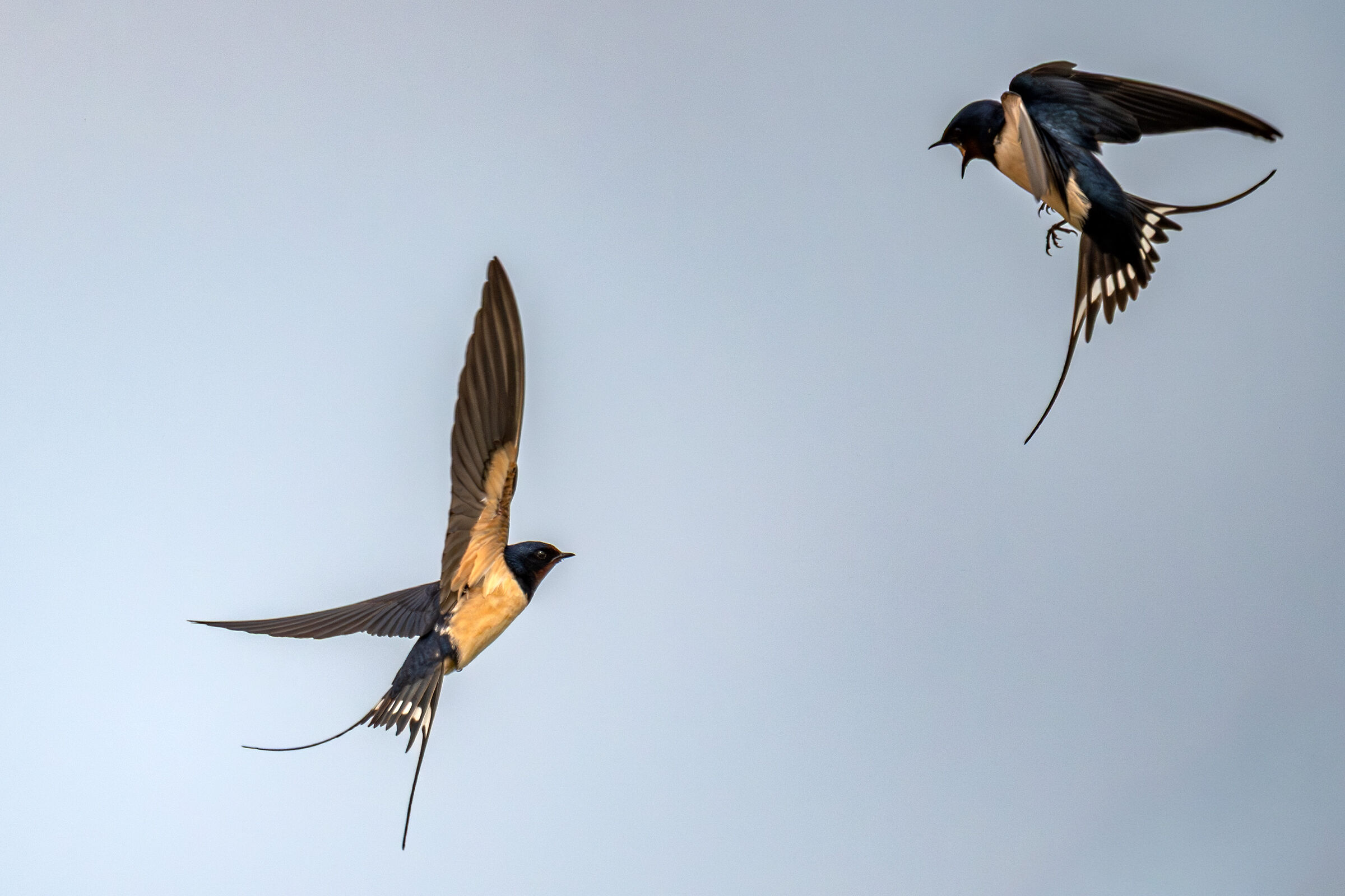 Squabbles between swallows