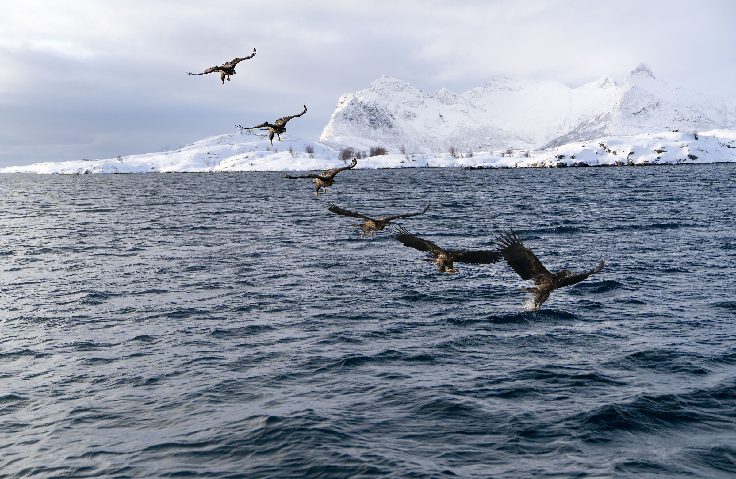 Sea Eagle - Eagle Safari