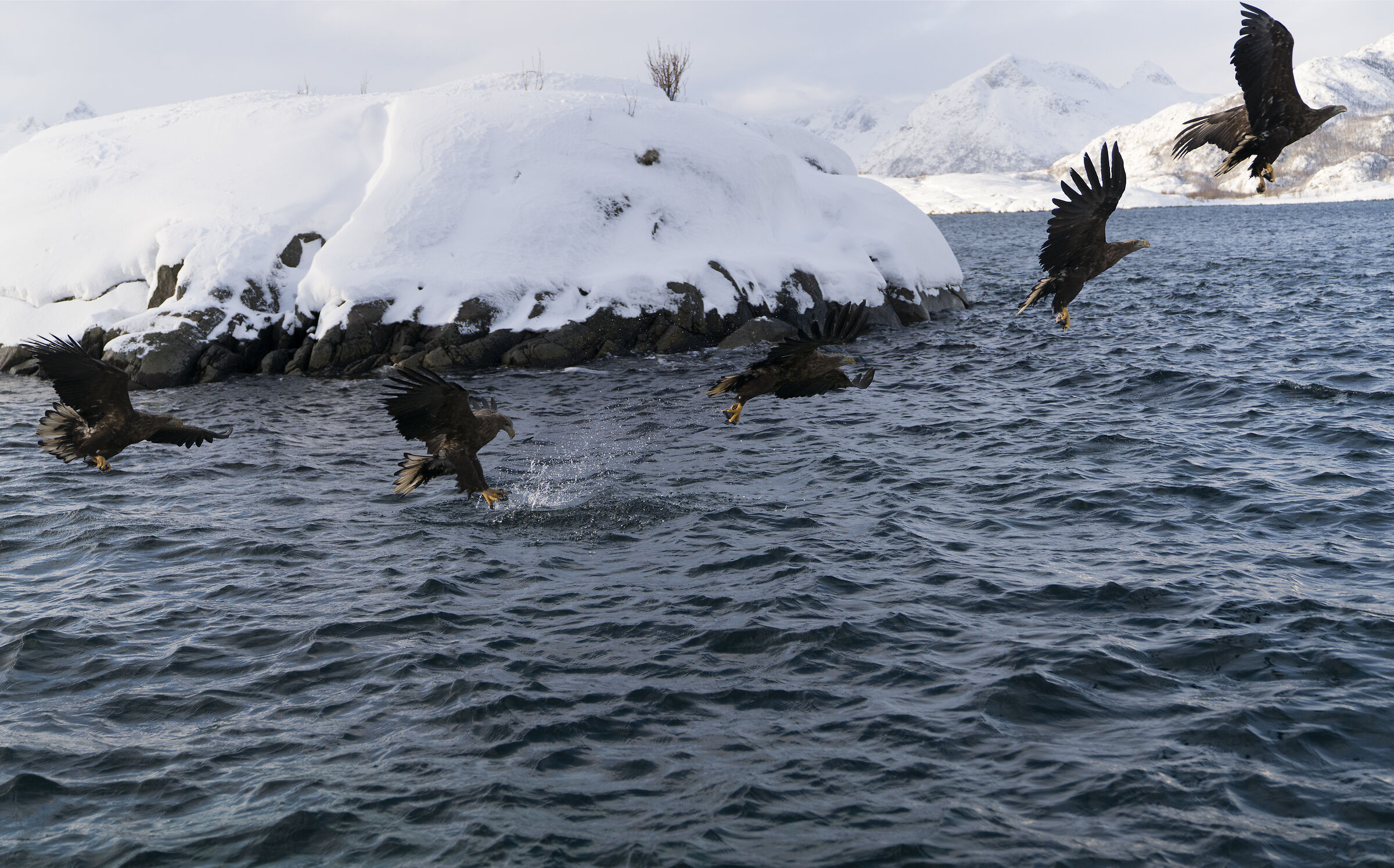 Sea Eagle - Eagle Safari