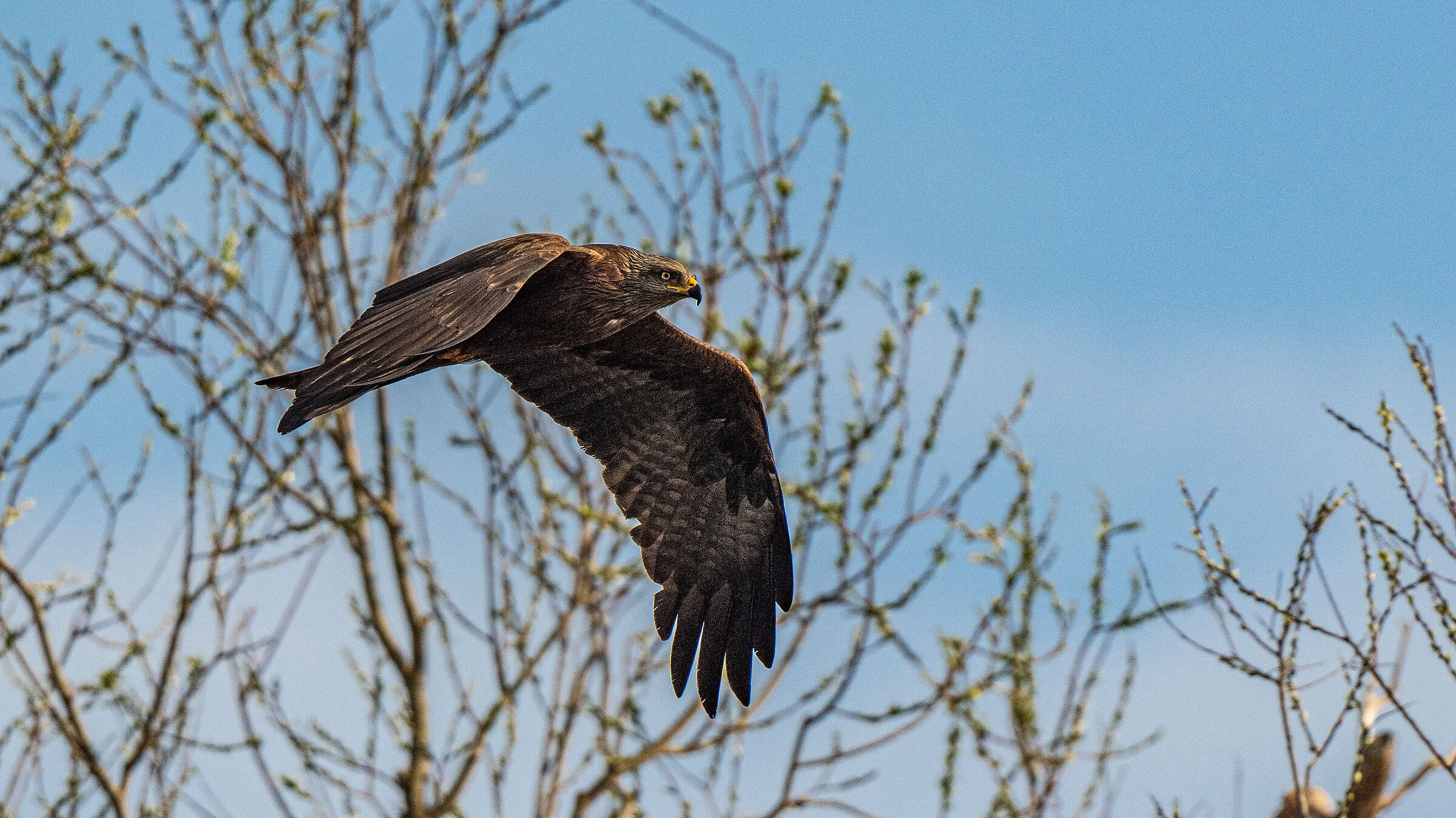 Black Kite