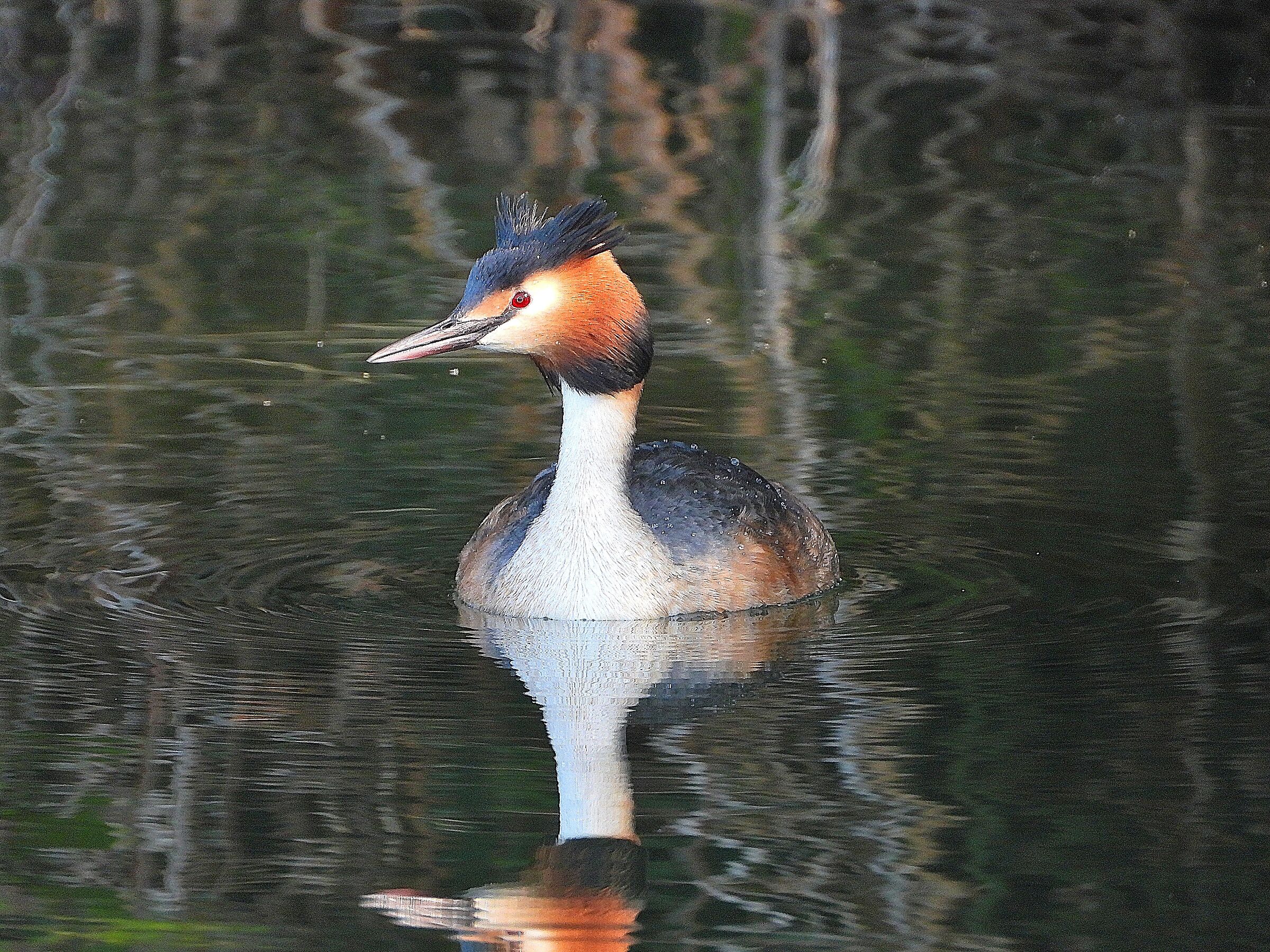 Great crested grebe