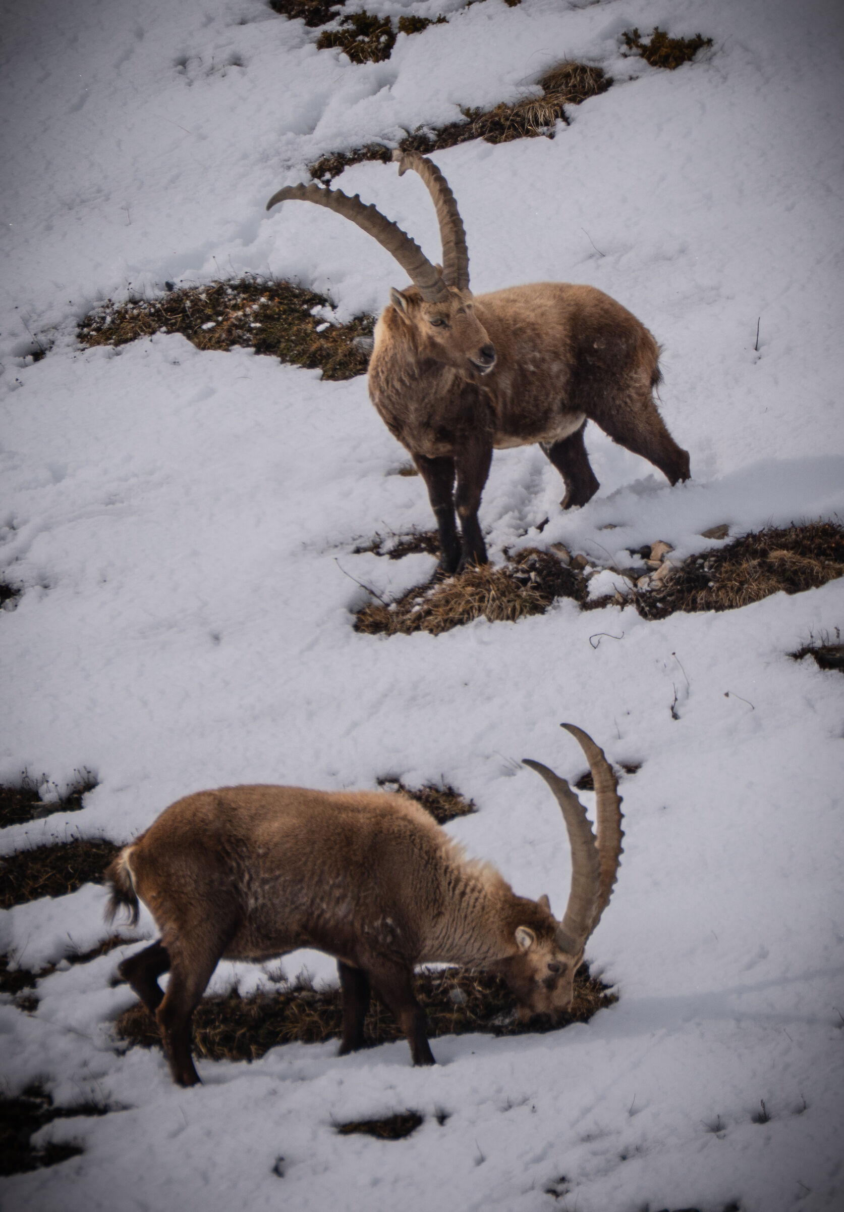 ibex ibex Julierpass in the Engadine