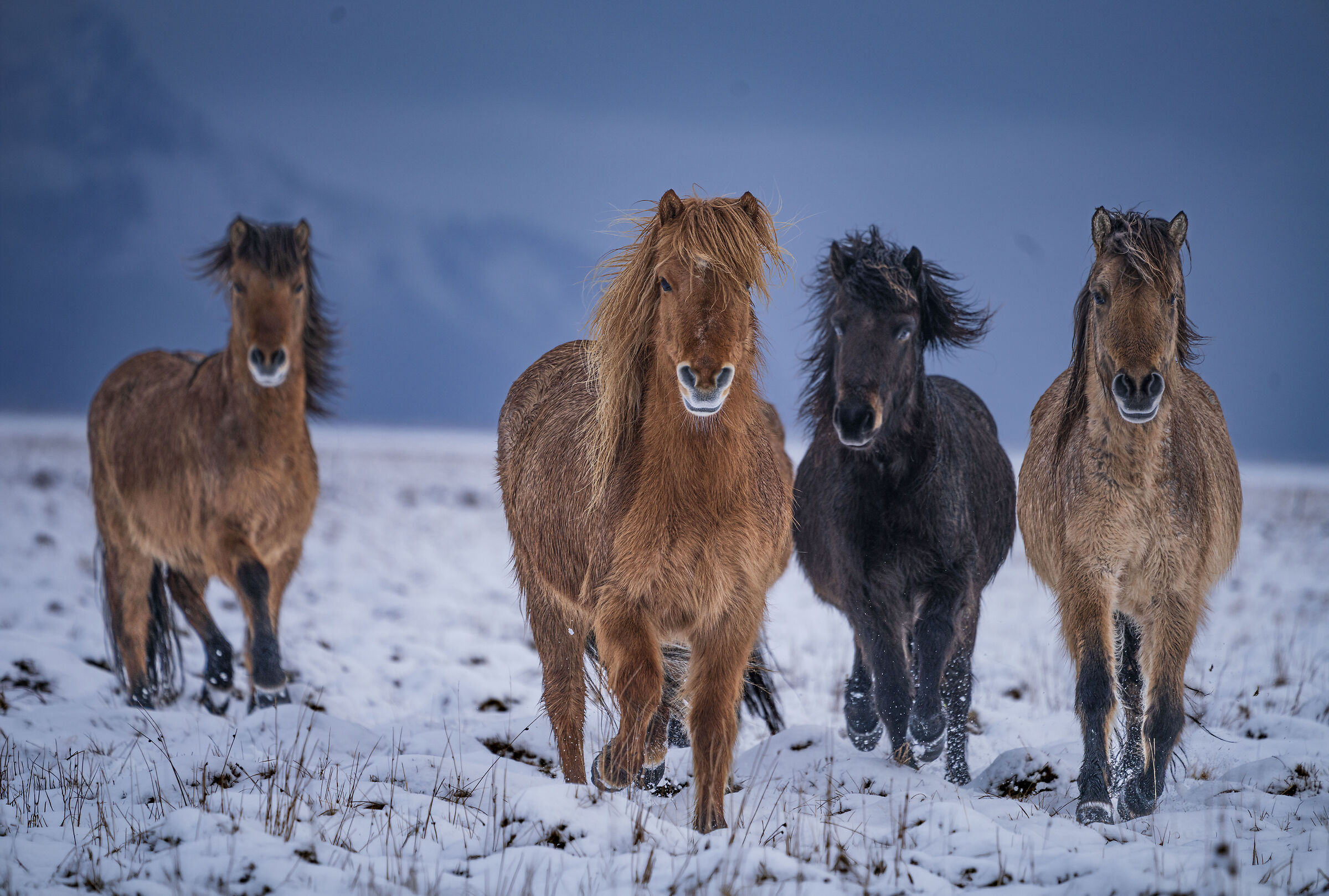 horses