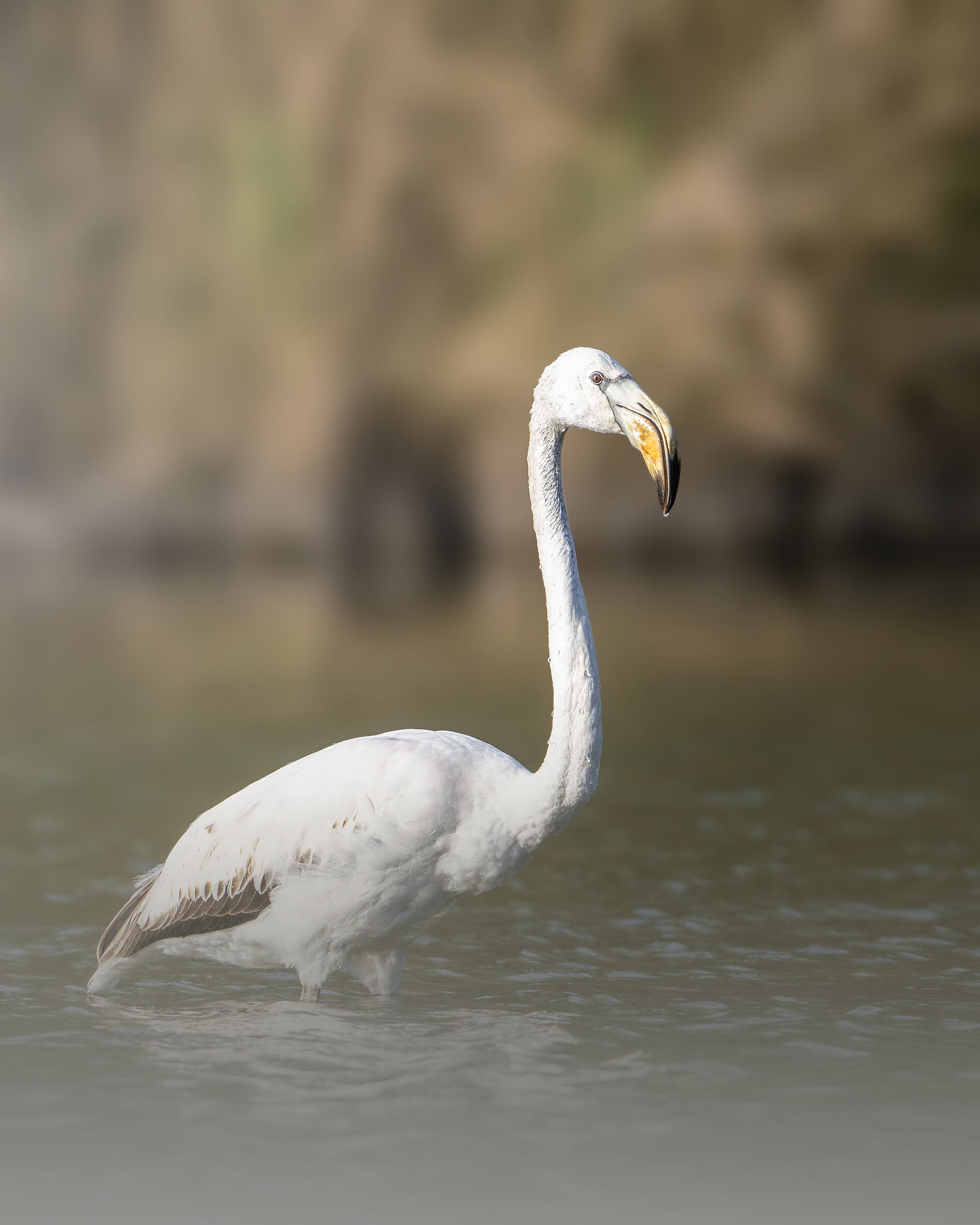 Fenicottero all'alba