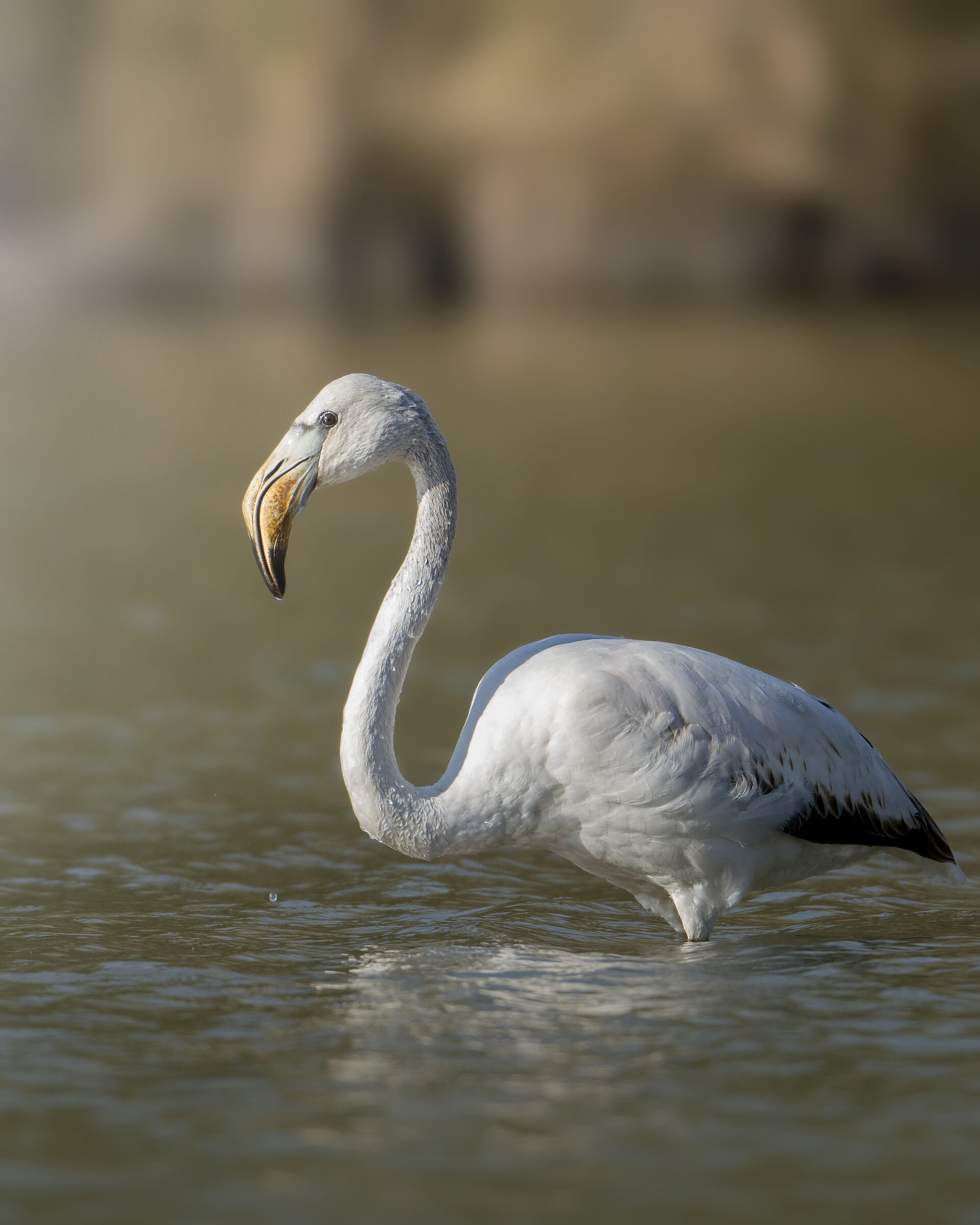 Fenicottero di profilo