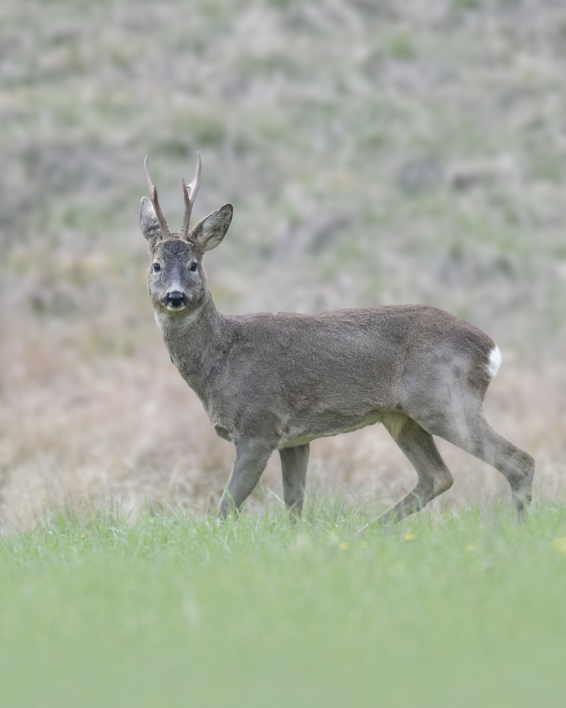 Capriolo all'imbrunire