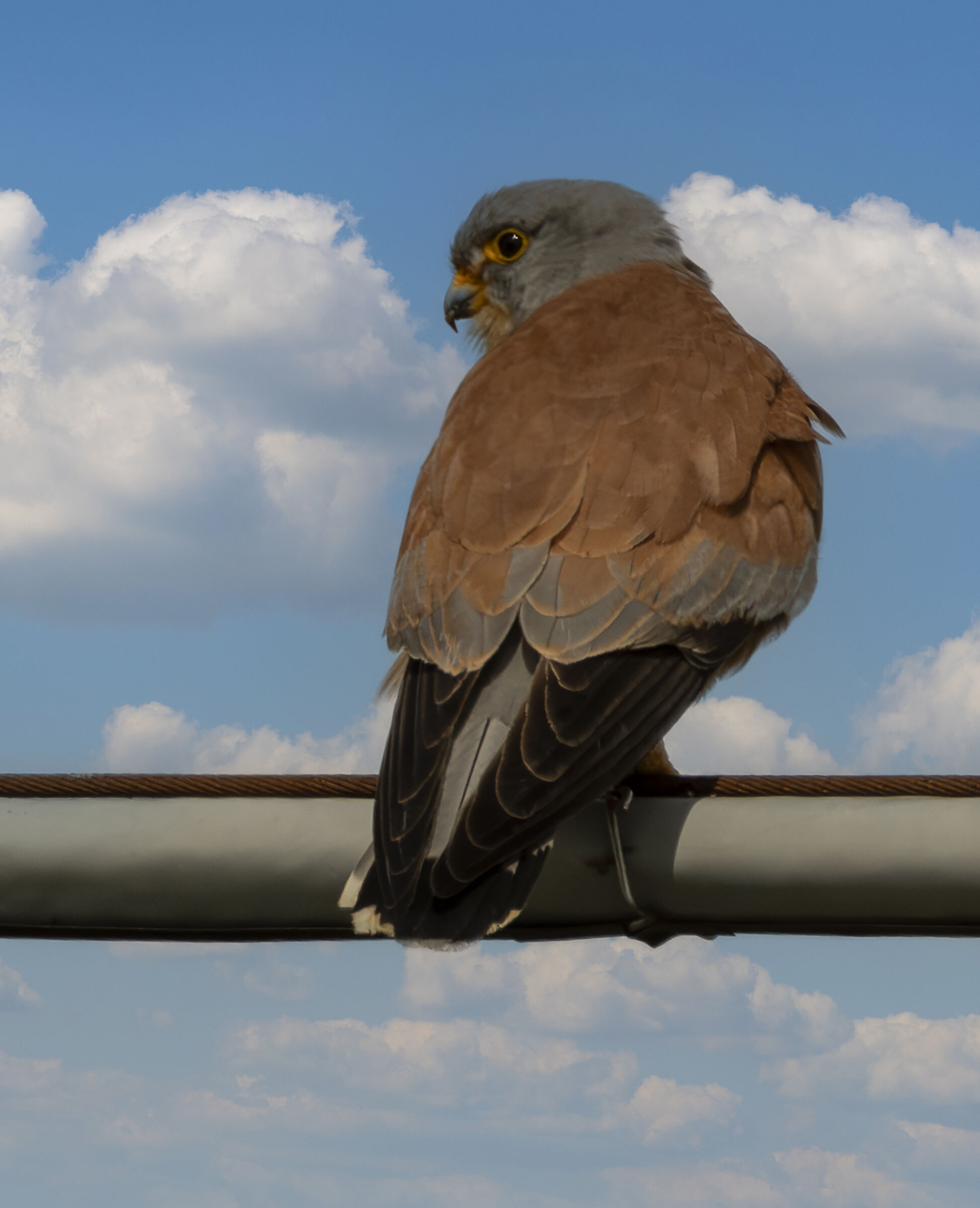 Male Lesser Kestrel