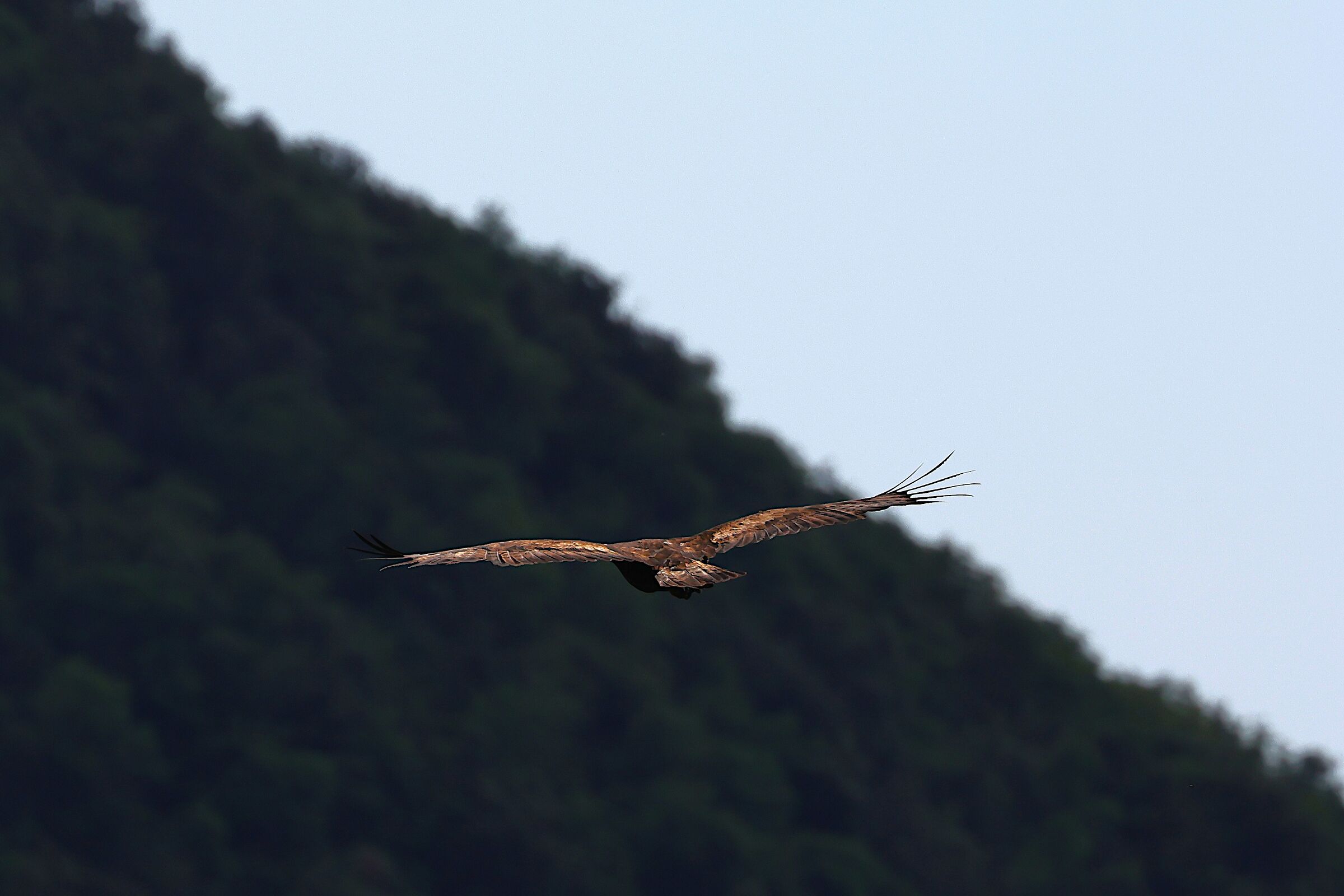 Golden Eagle in the Melfa Gorges