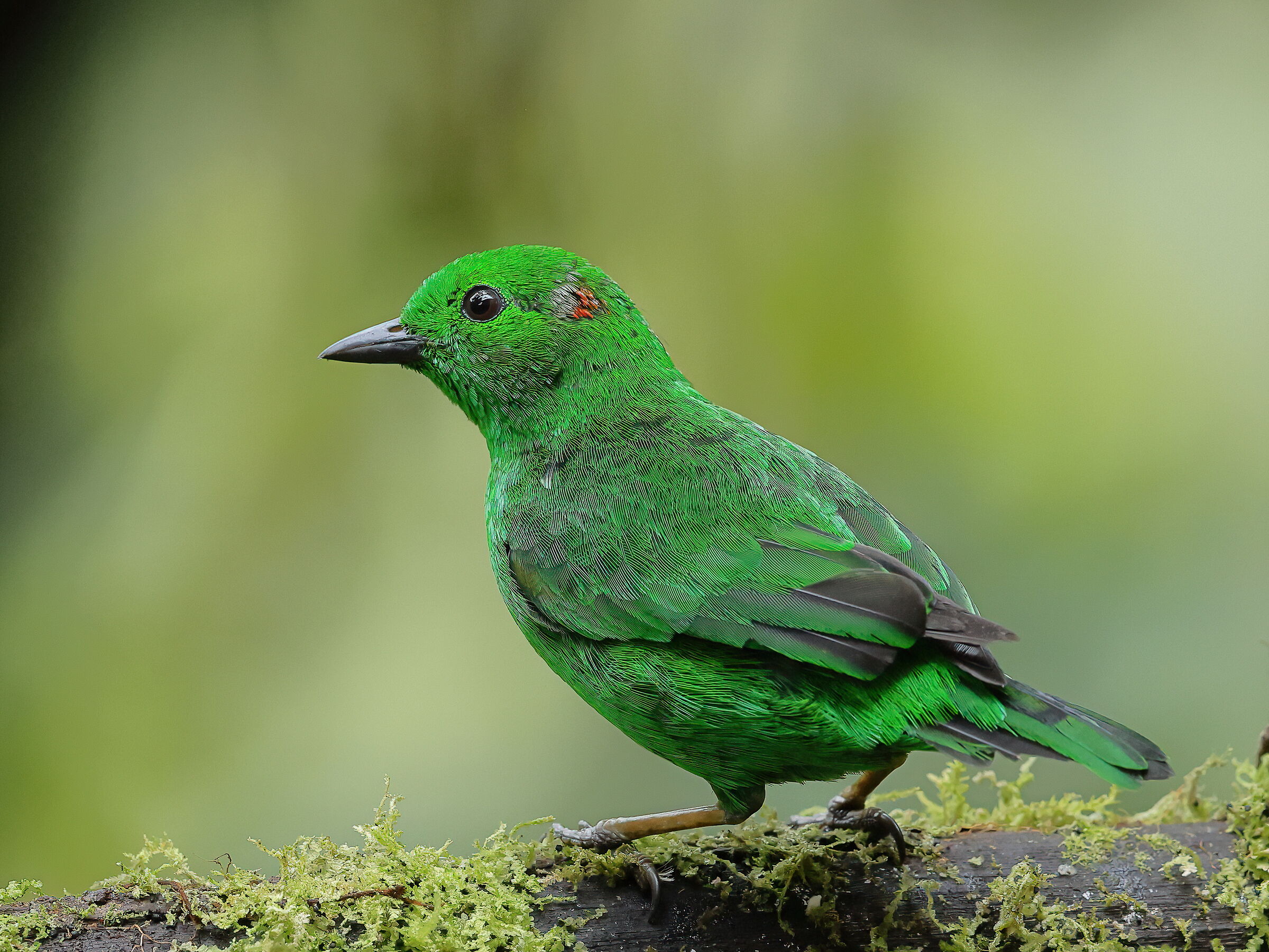 Tangara verde splendente