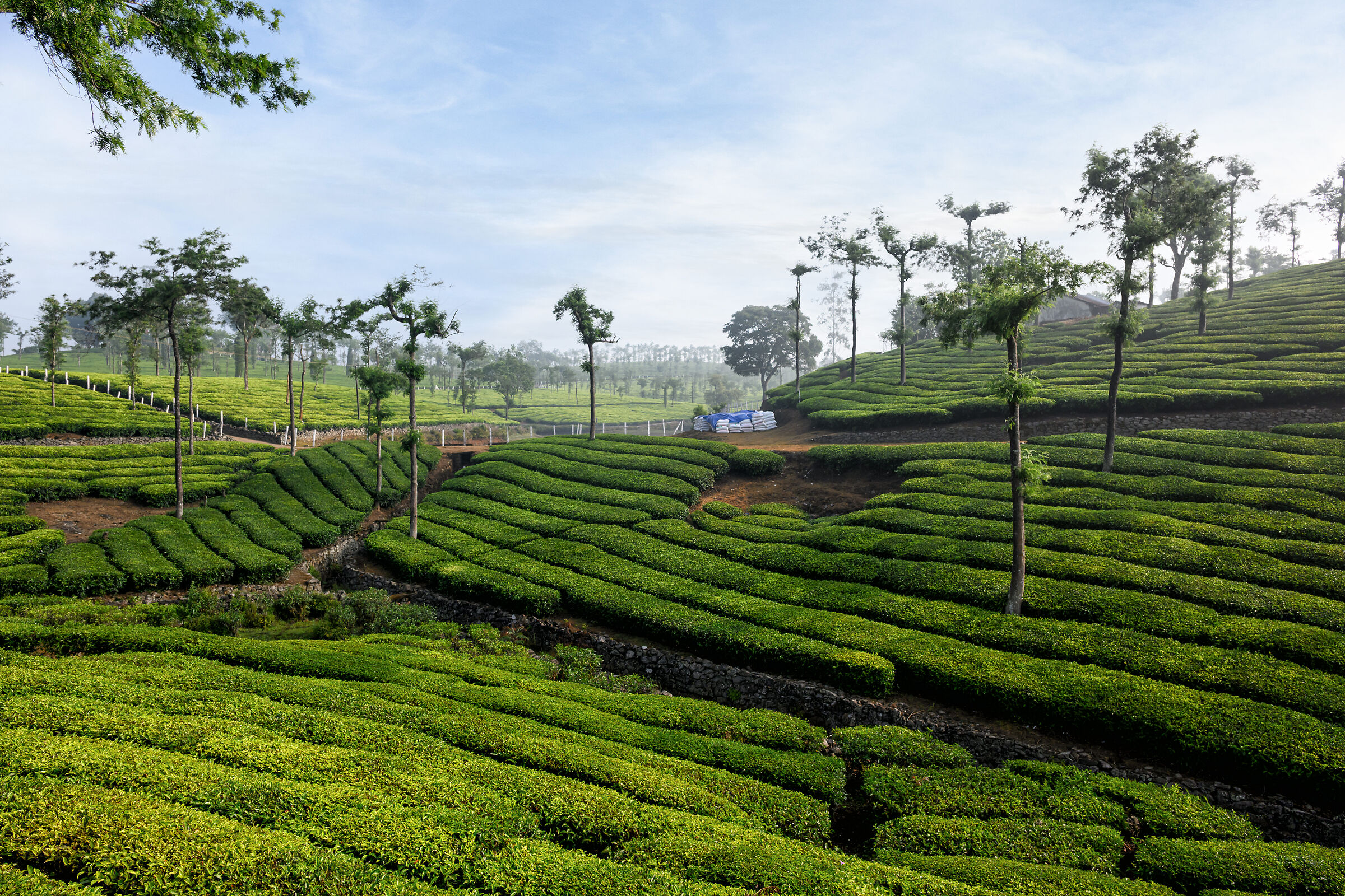 Tea plantations