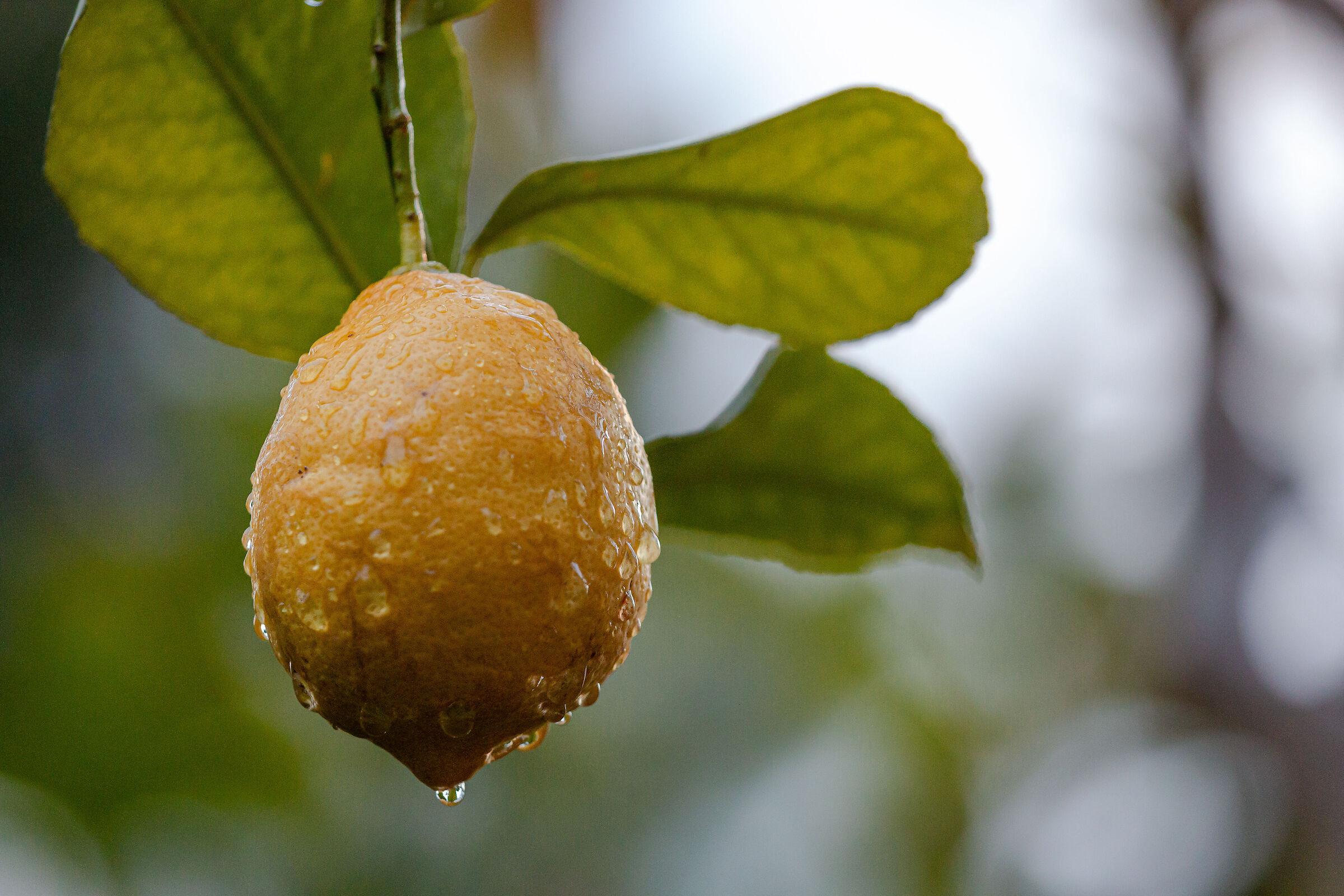 Limoni
