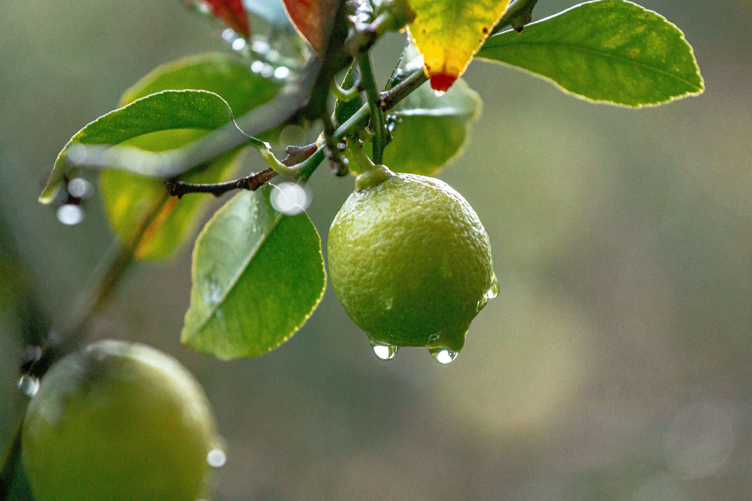 Limoni
