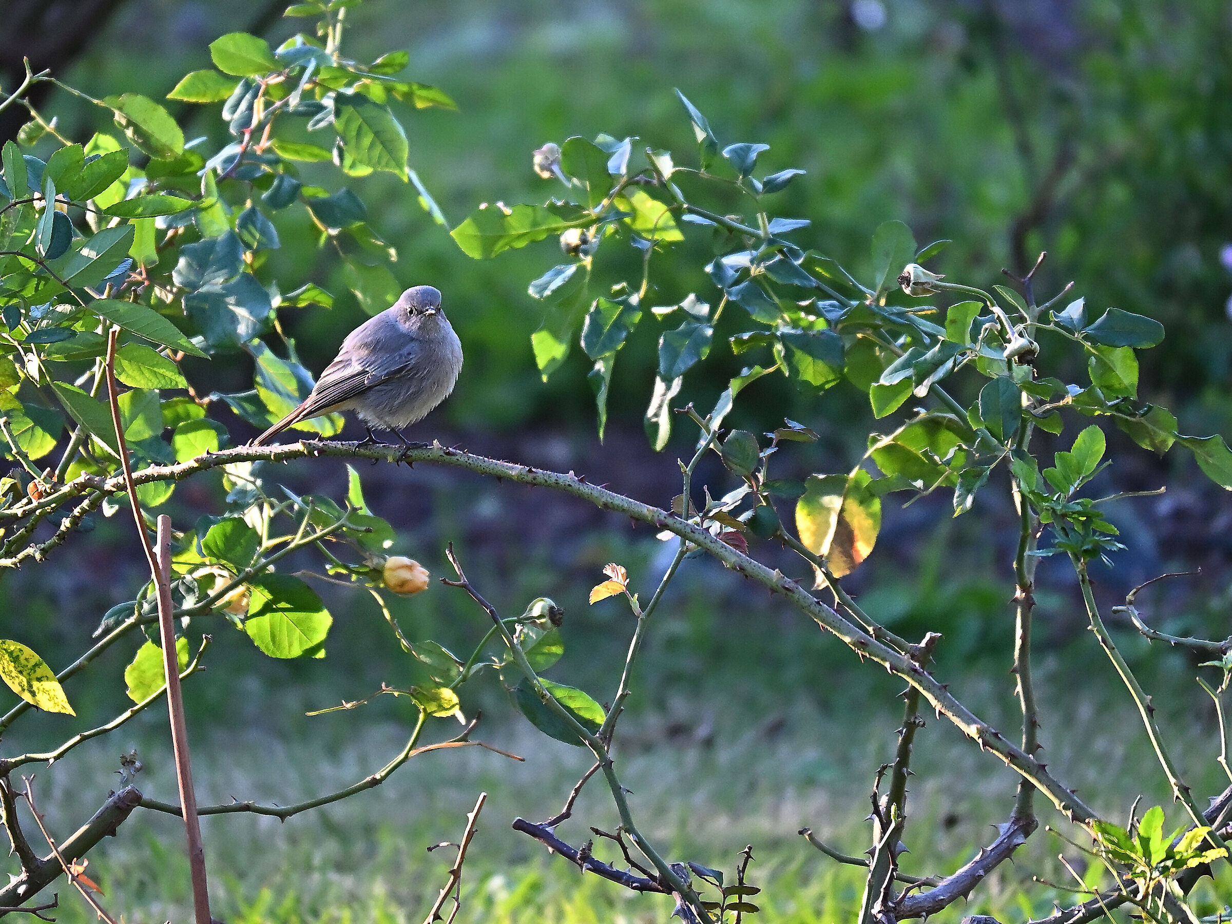 Chimney Sweep Redstart