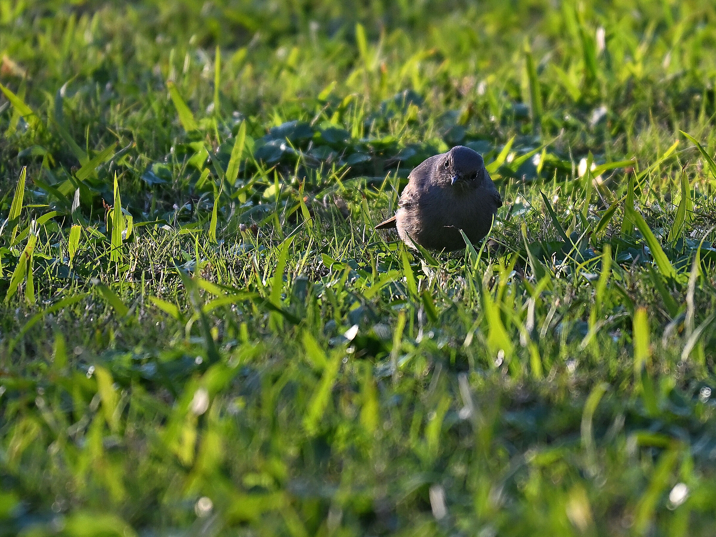 Codirosso Spazzacamino