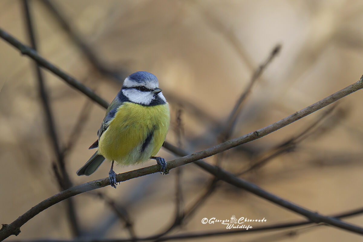 Blue (Cyanistes caeruleus)