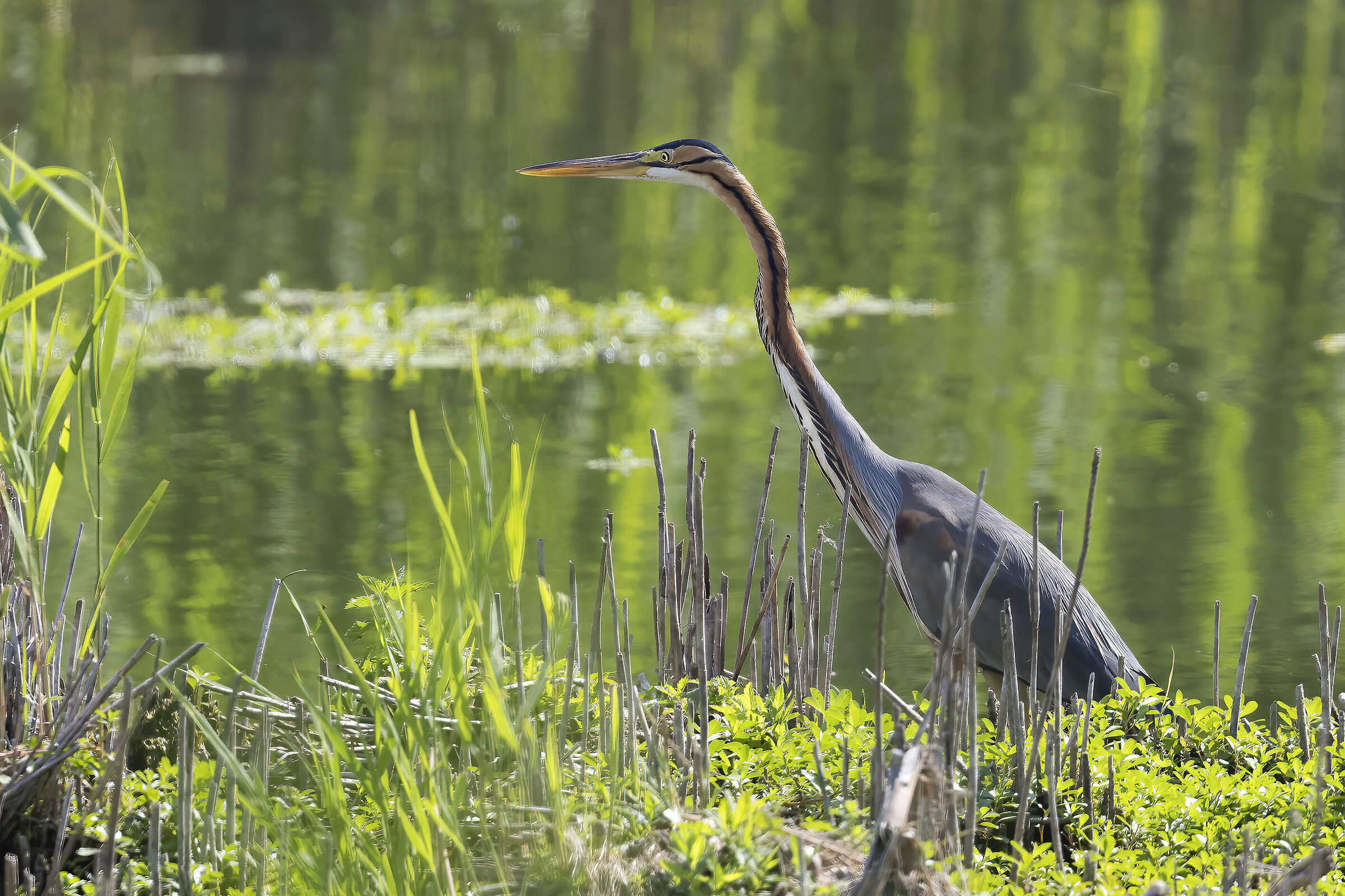 Purple Heron