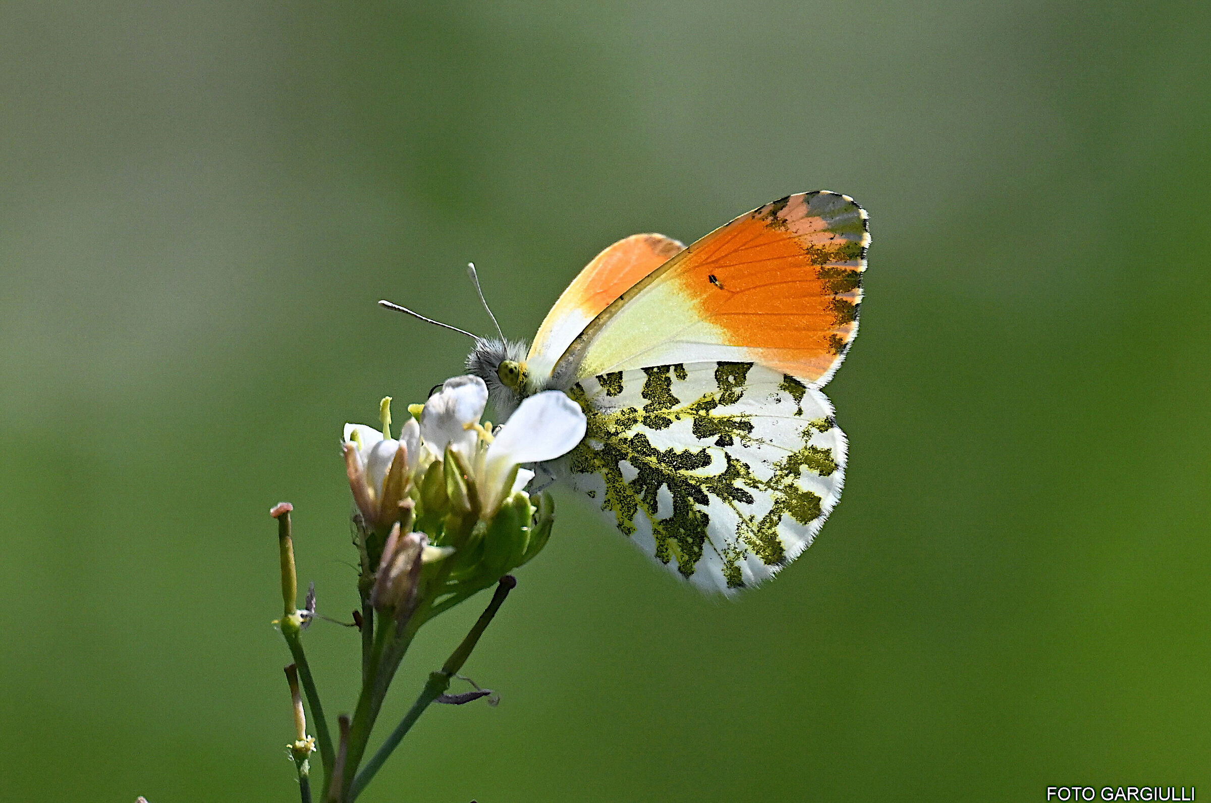 The aurora (Anthocharis cardamines)