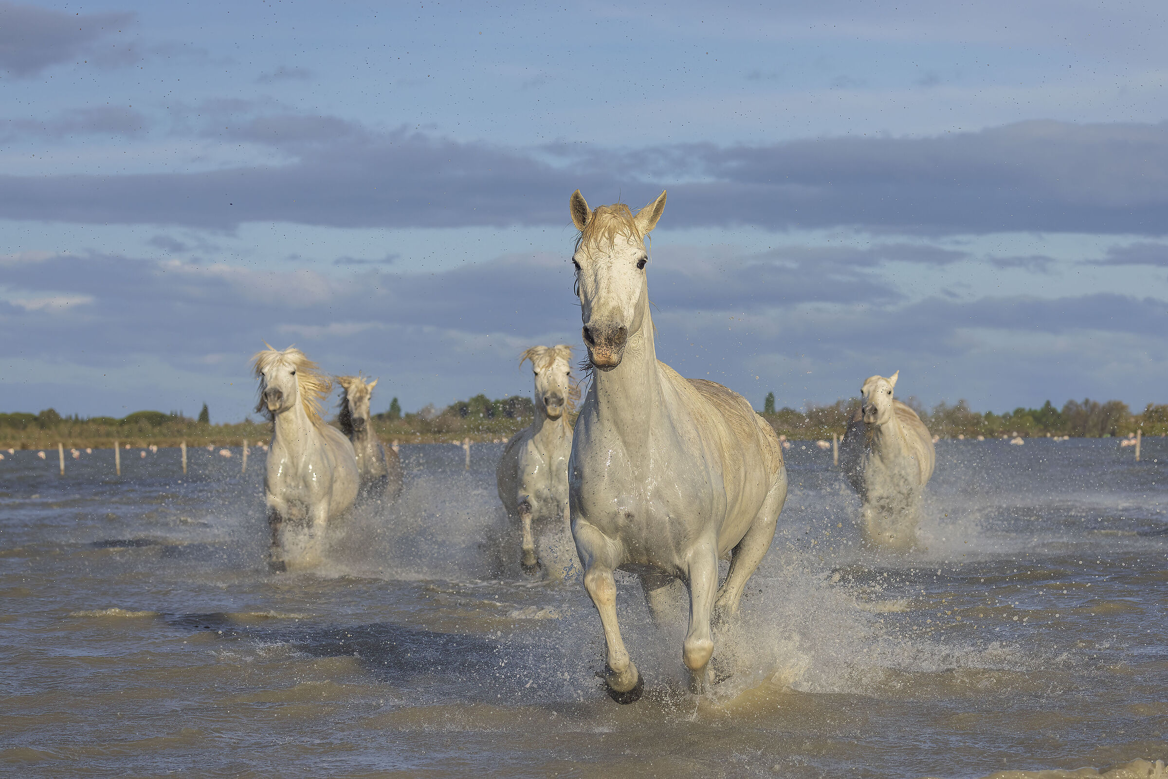 Camargue horses galloping