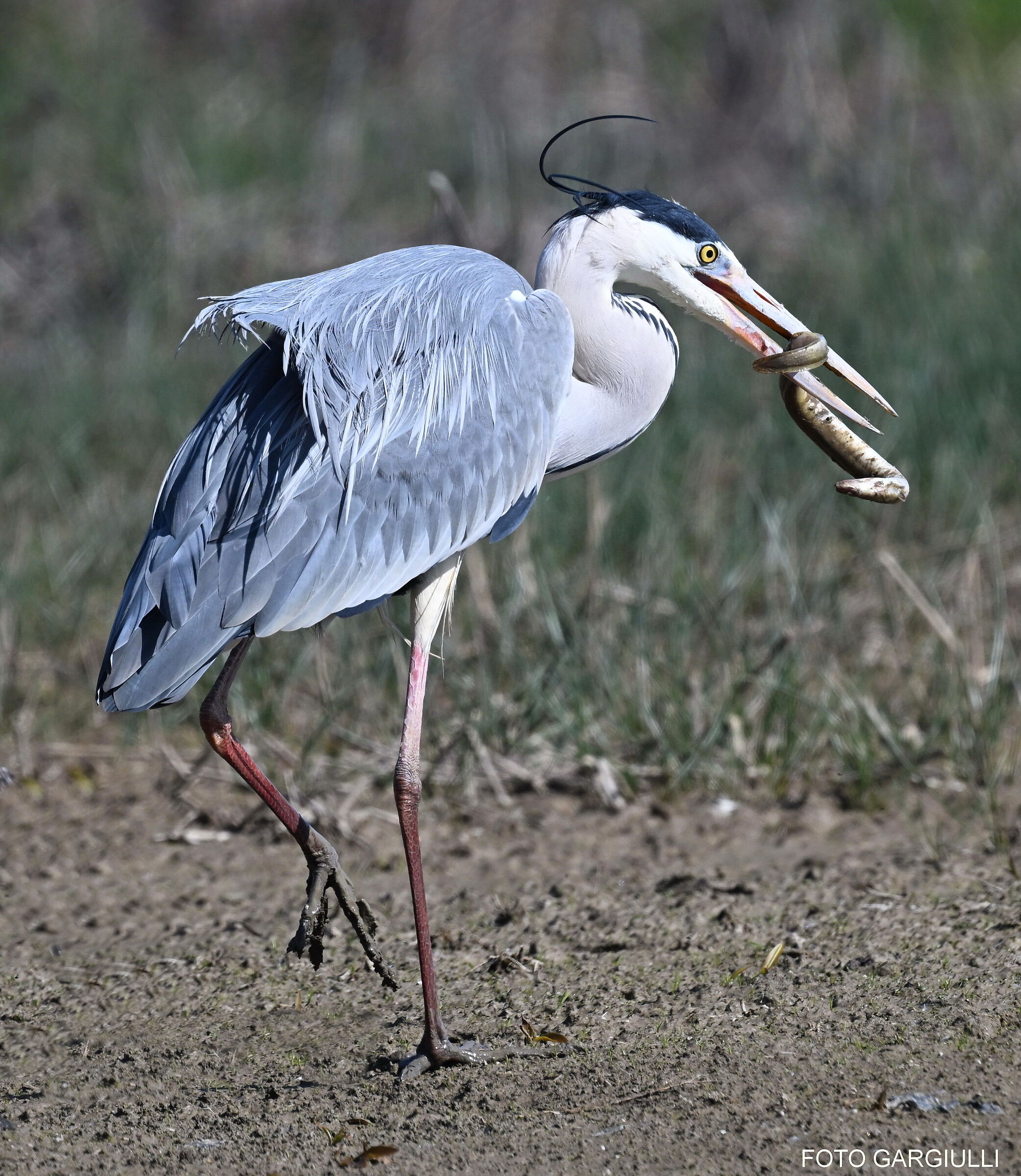 Heron with eel