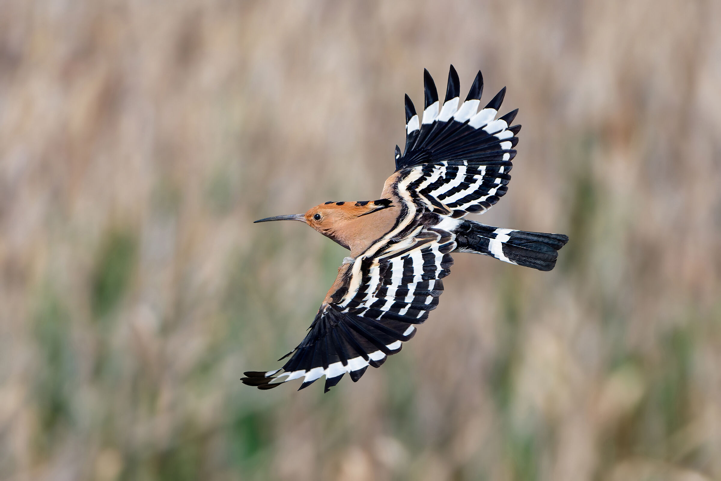Hoopoe