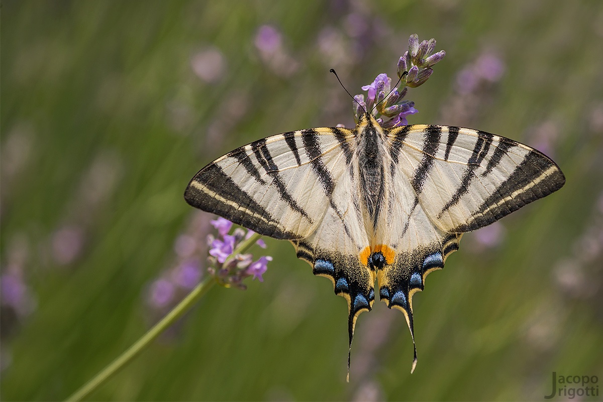 Podalirio - Iphiclides podalirius