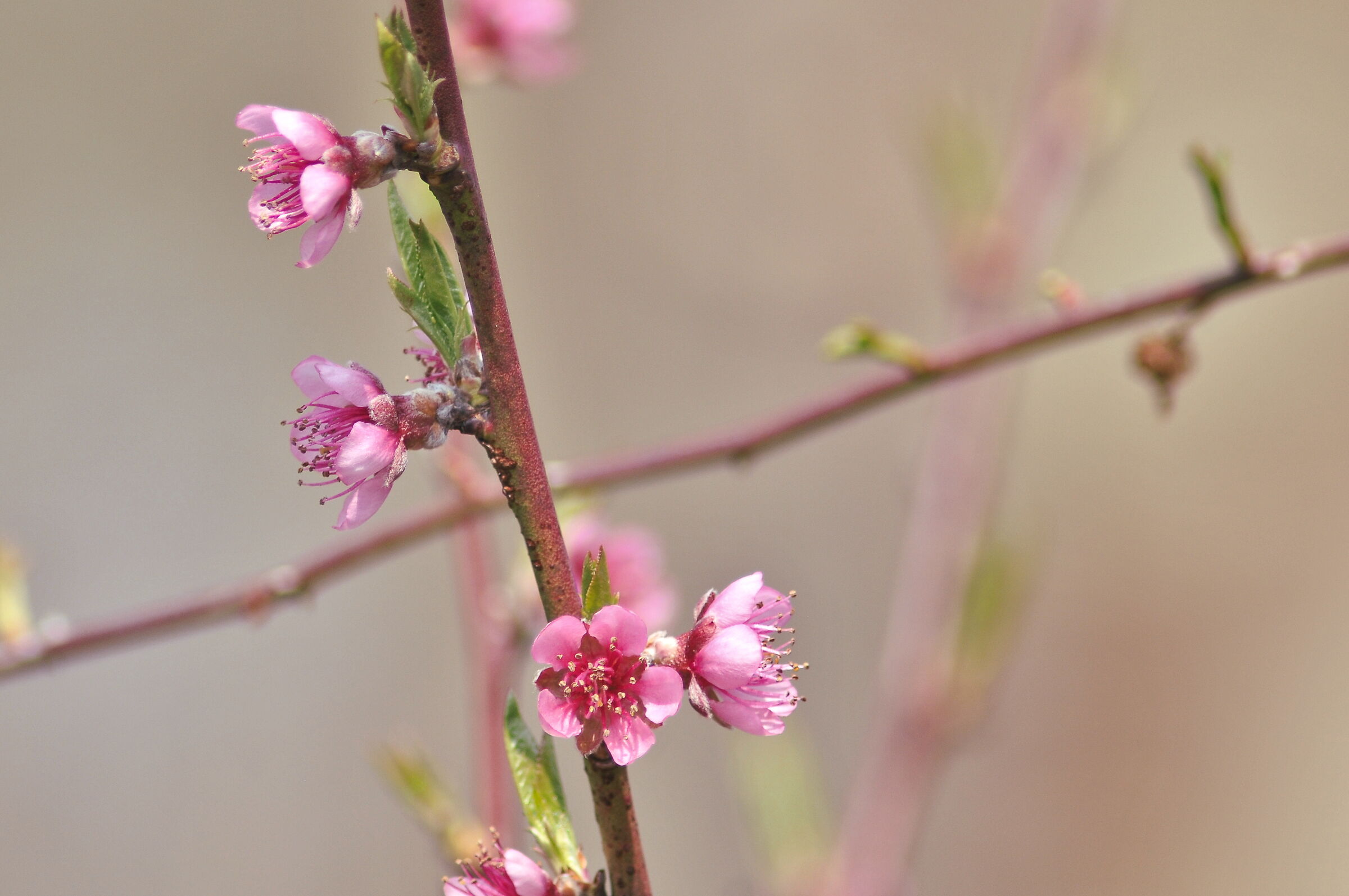 Fiori