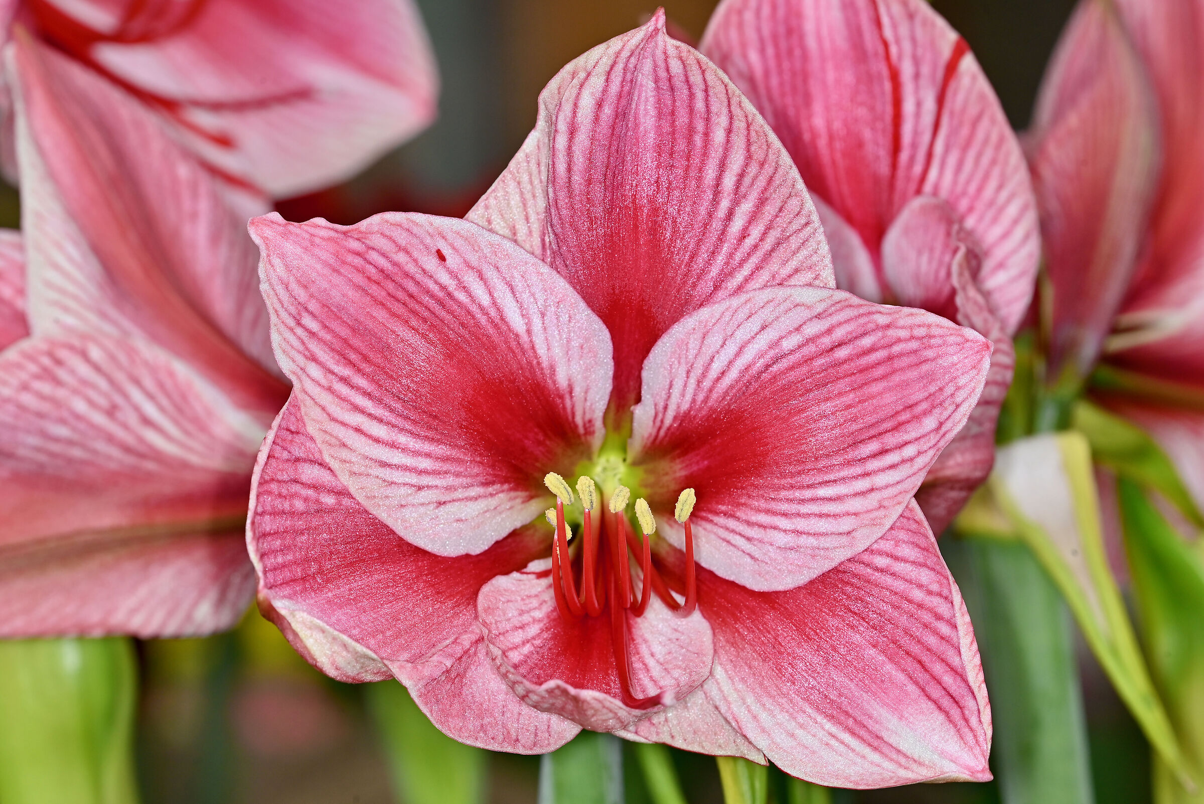 Hippeastrum sp