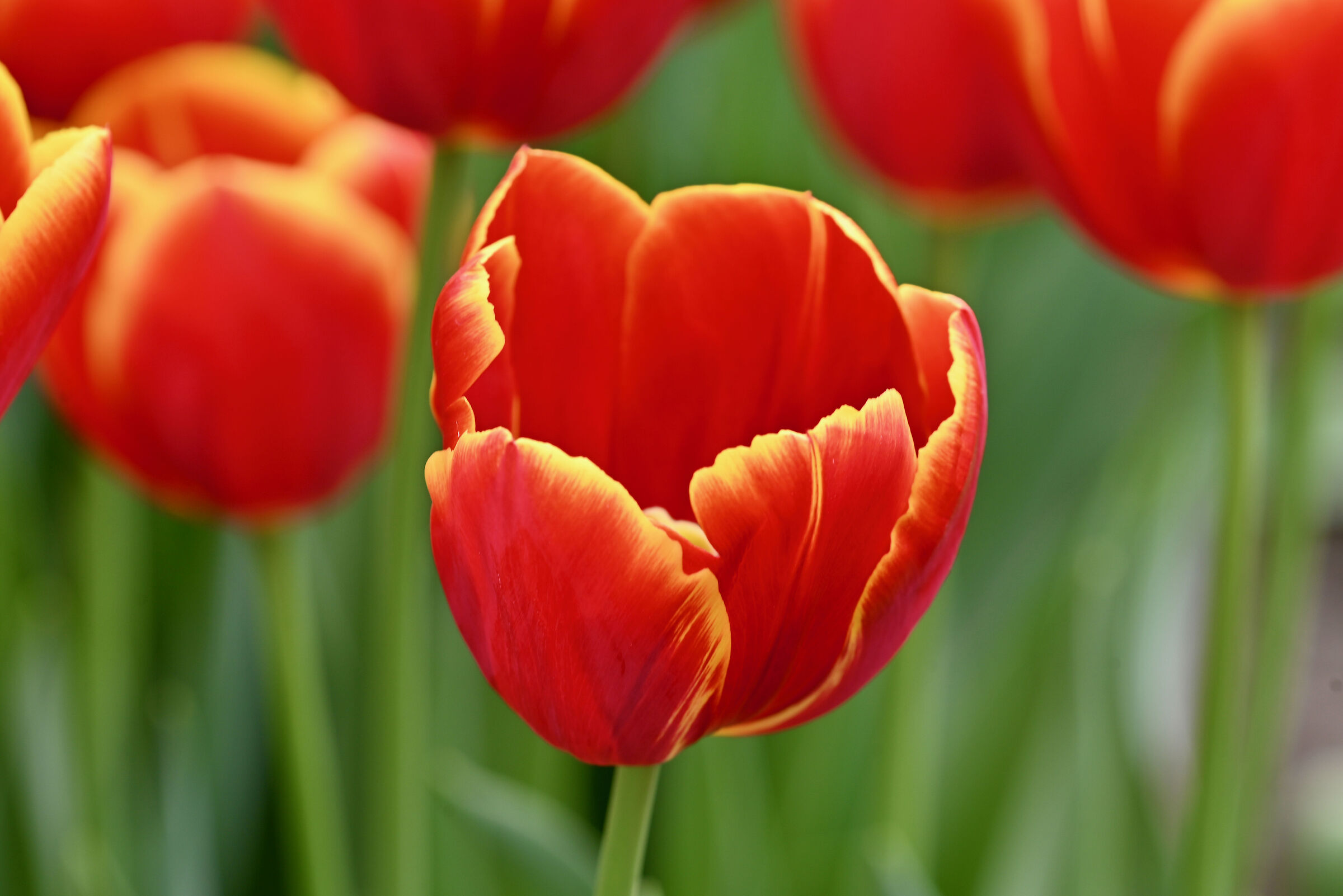 Tulip
