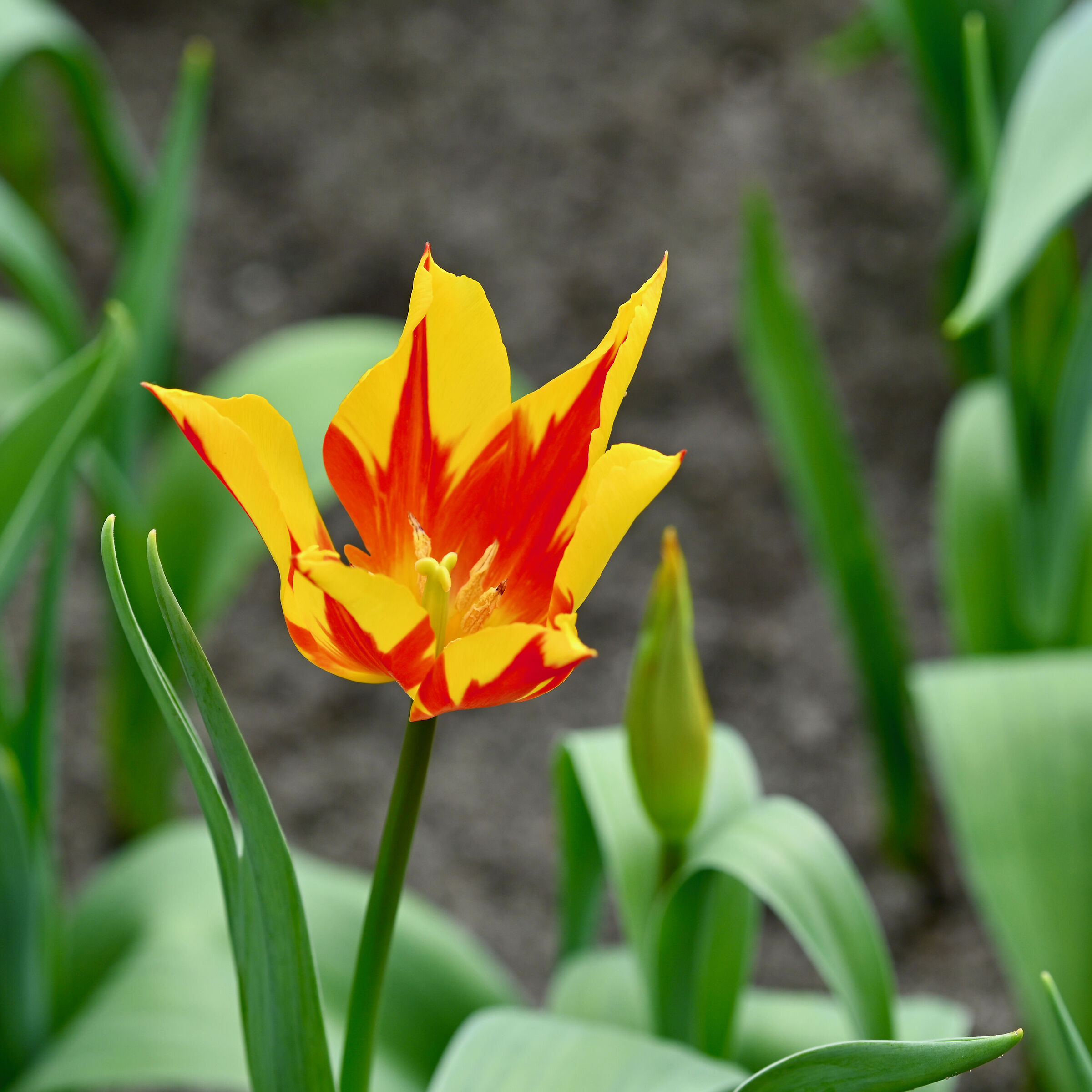 Tulip