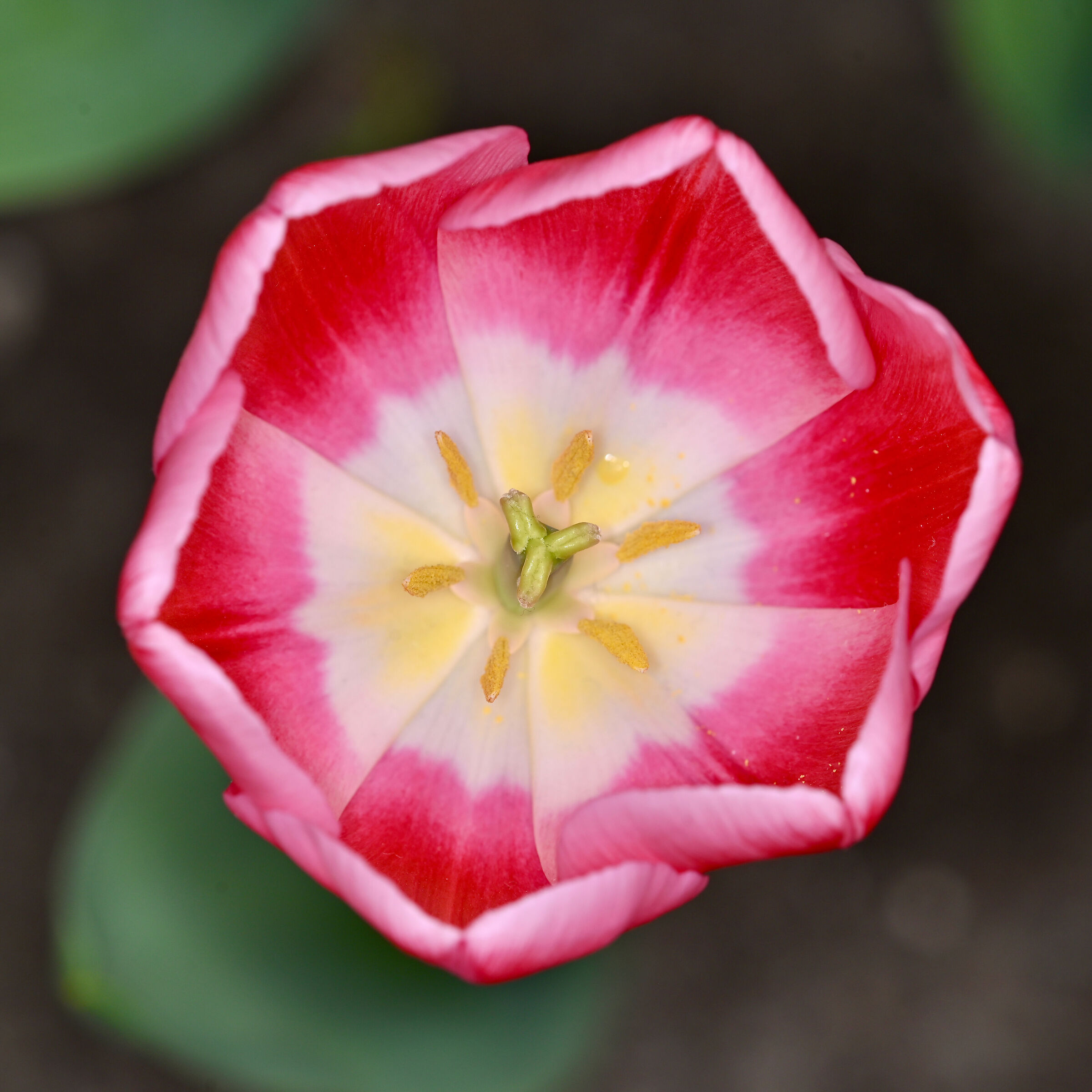 Tulip