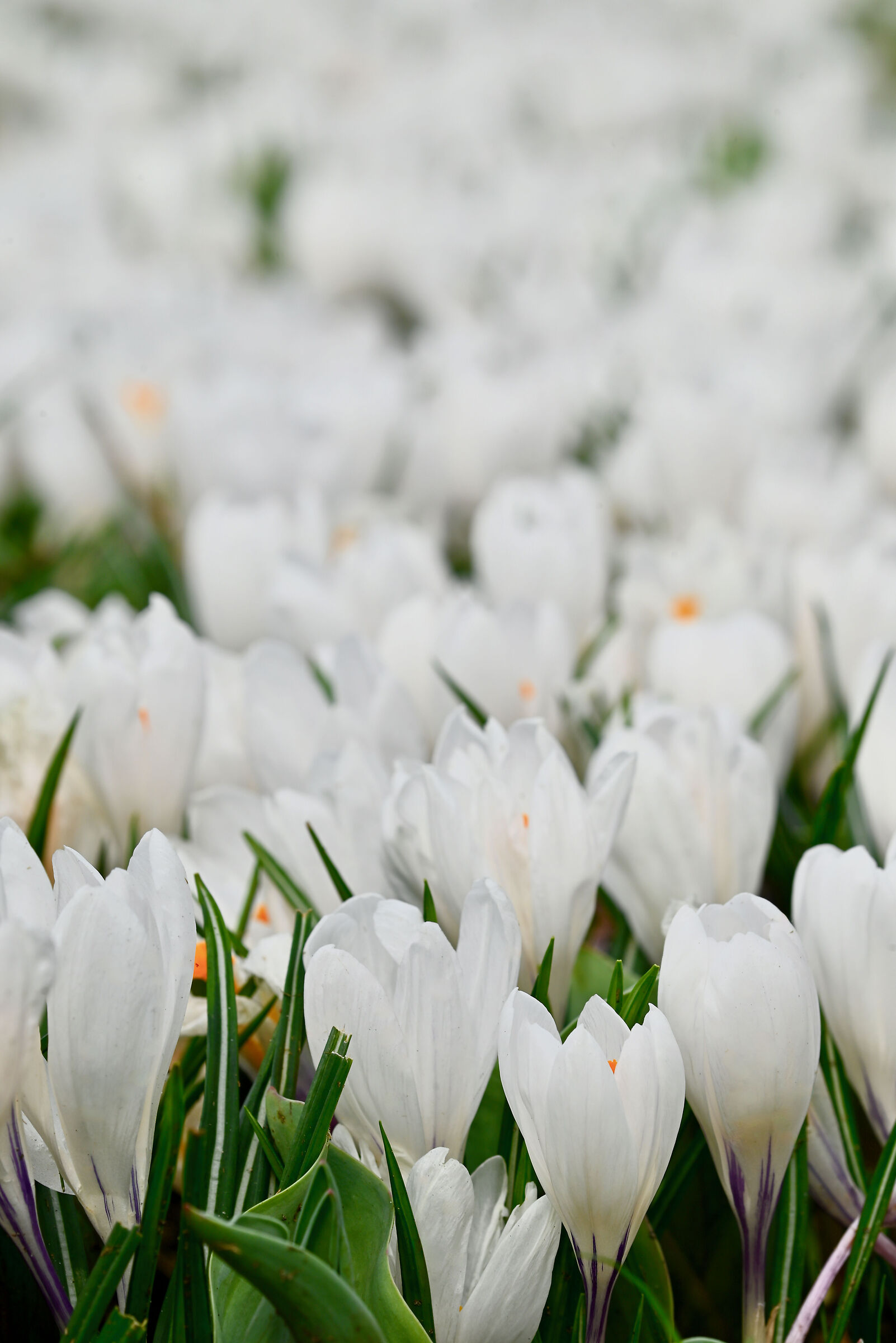 White on white