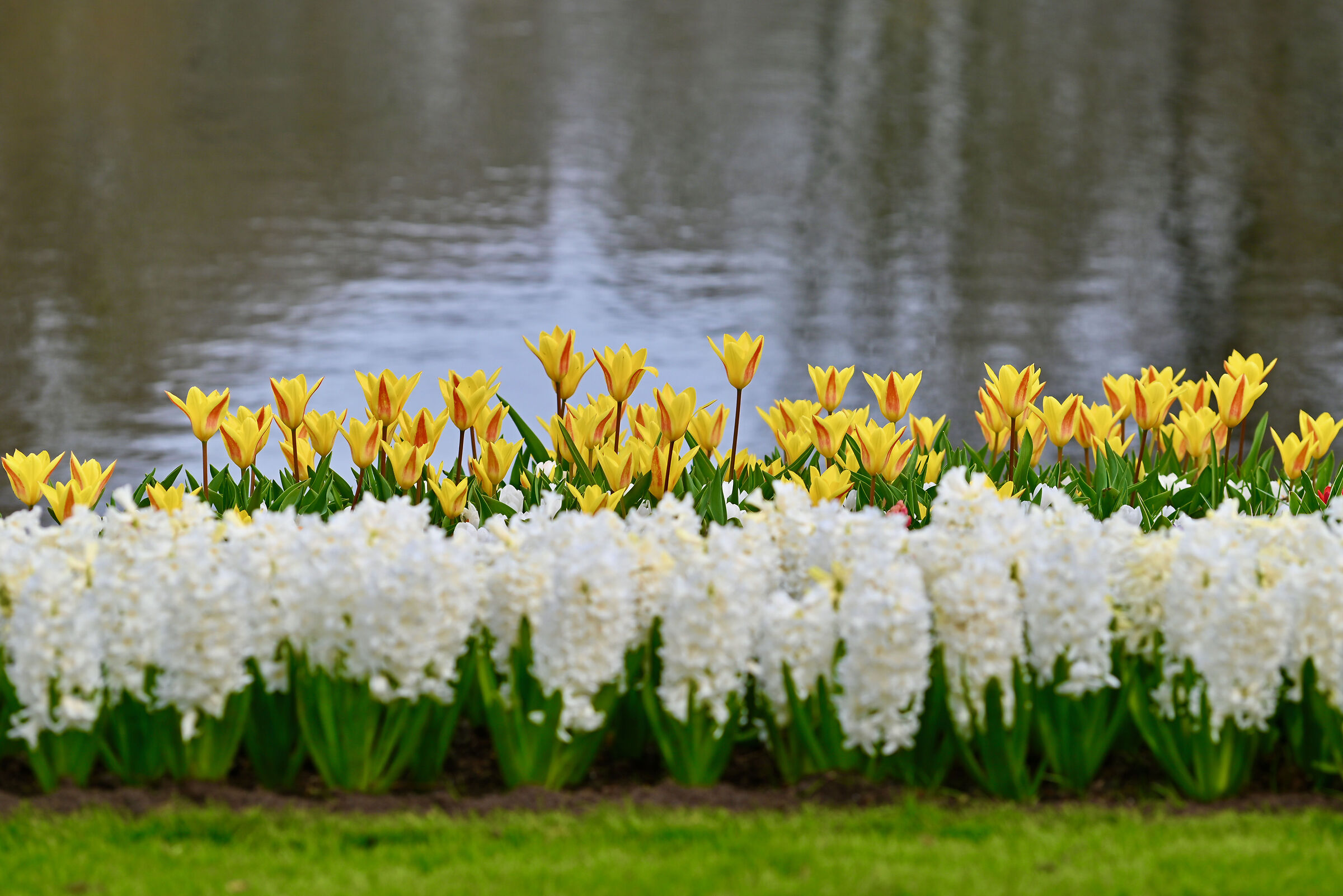 Tulips behind white