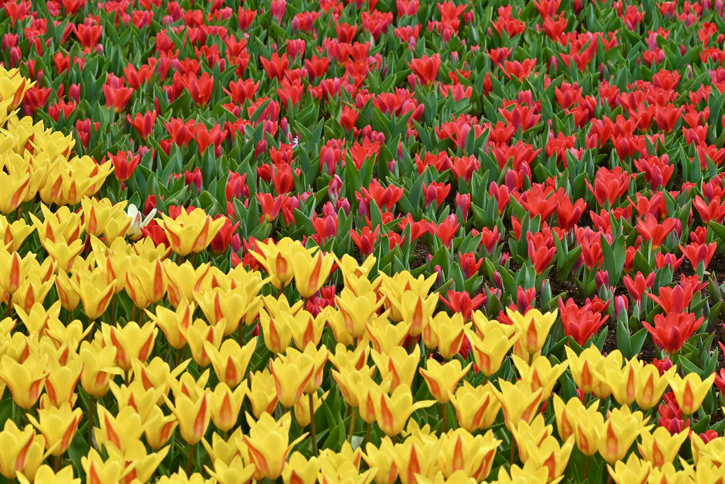 Yellow & Red