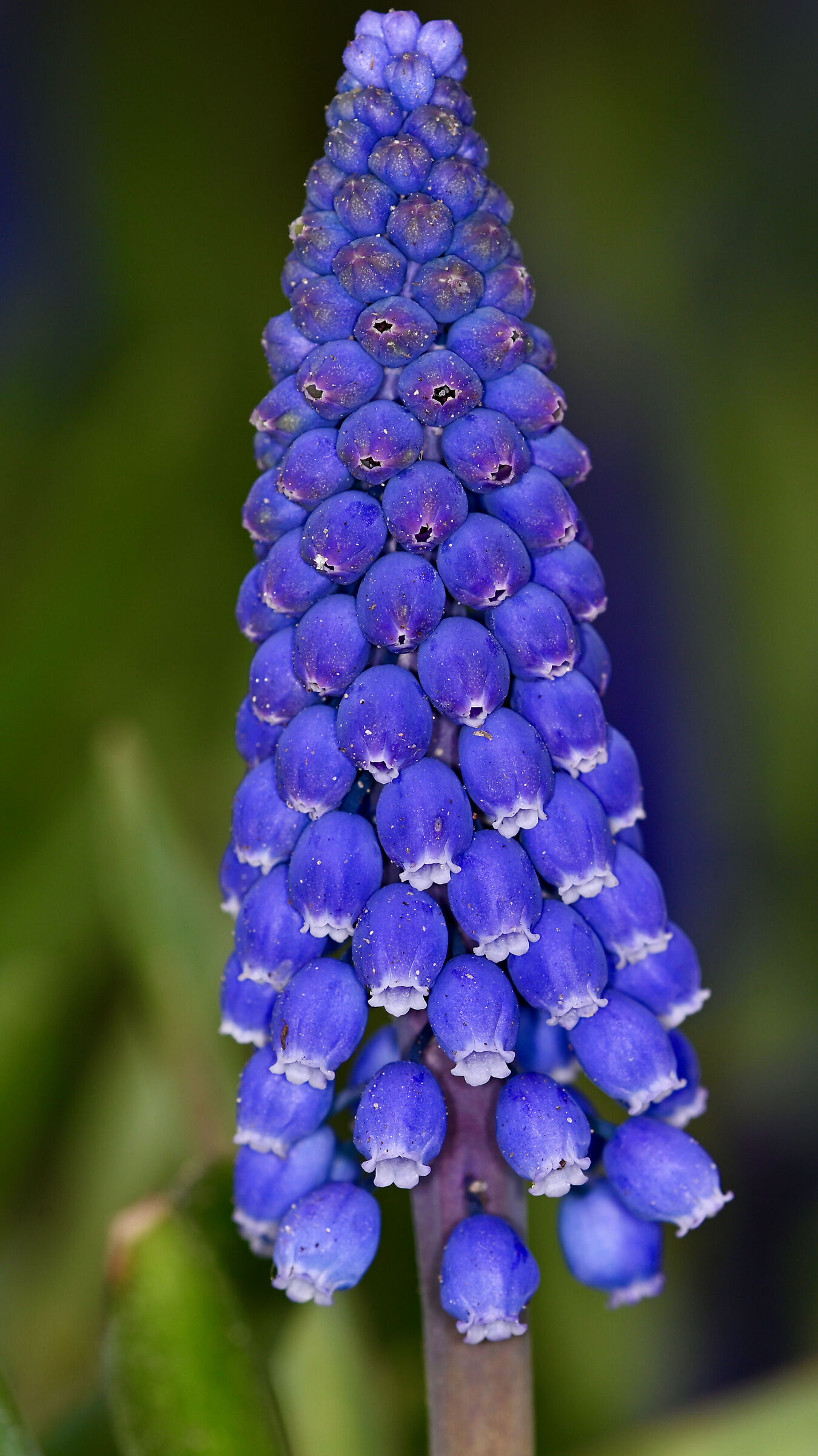 purple Muscari